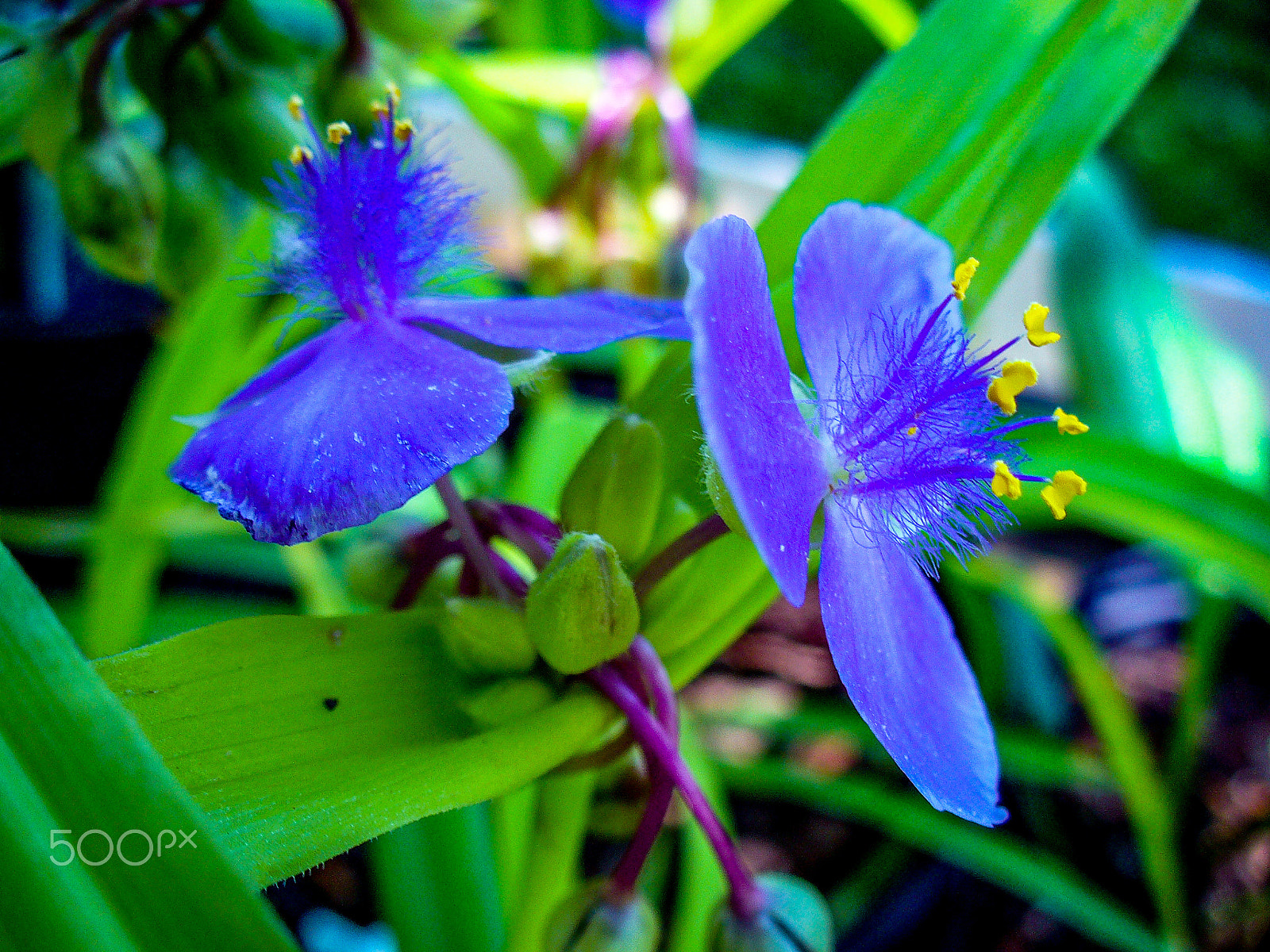 Panasonic DMC-LZ3 sample photo. Spiderwort photography