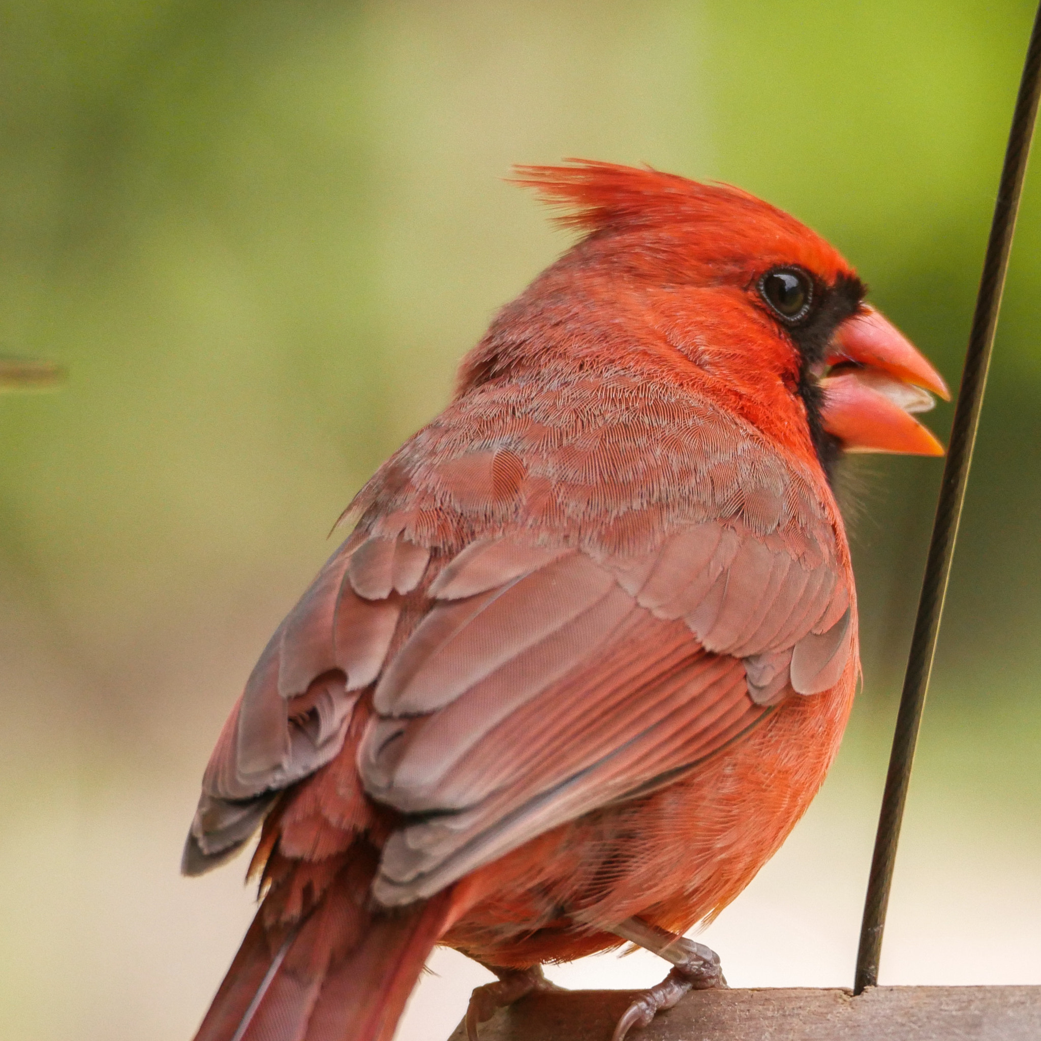 Panasonic Lumix DMC-G7 sample photo. Red cardinal photography