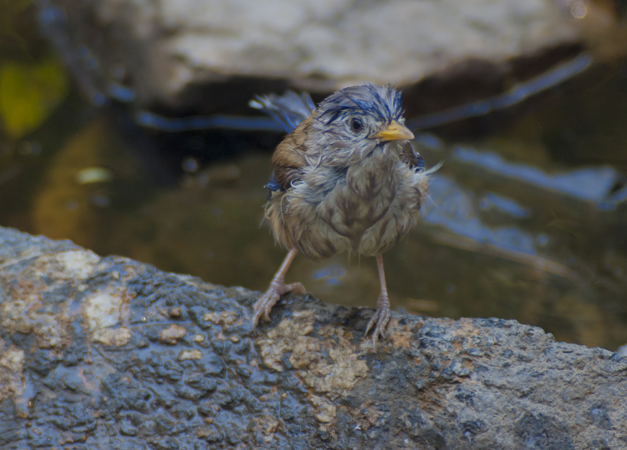 Sigma 70-210mm F4-5.6 APO sample photo. Bird near water on rock, in hot summer photography