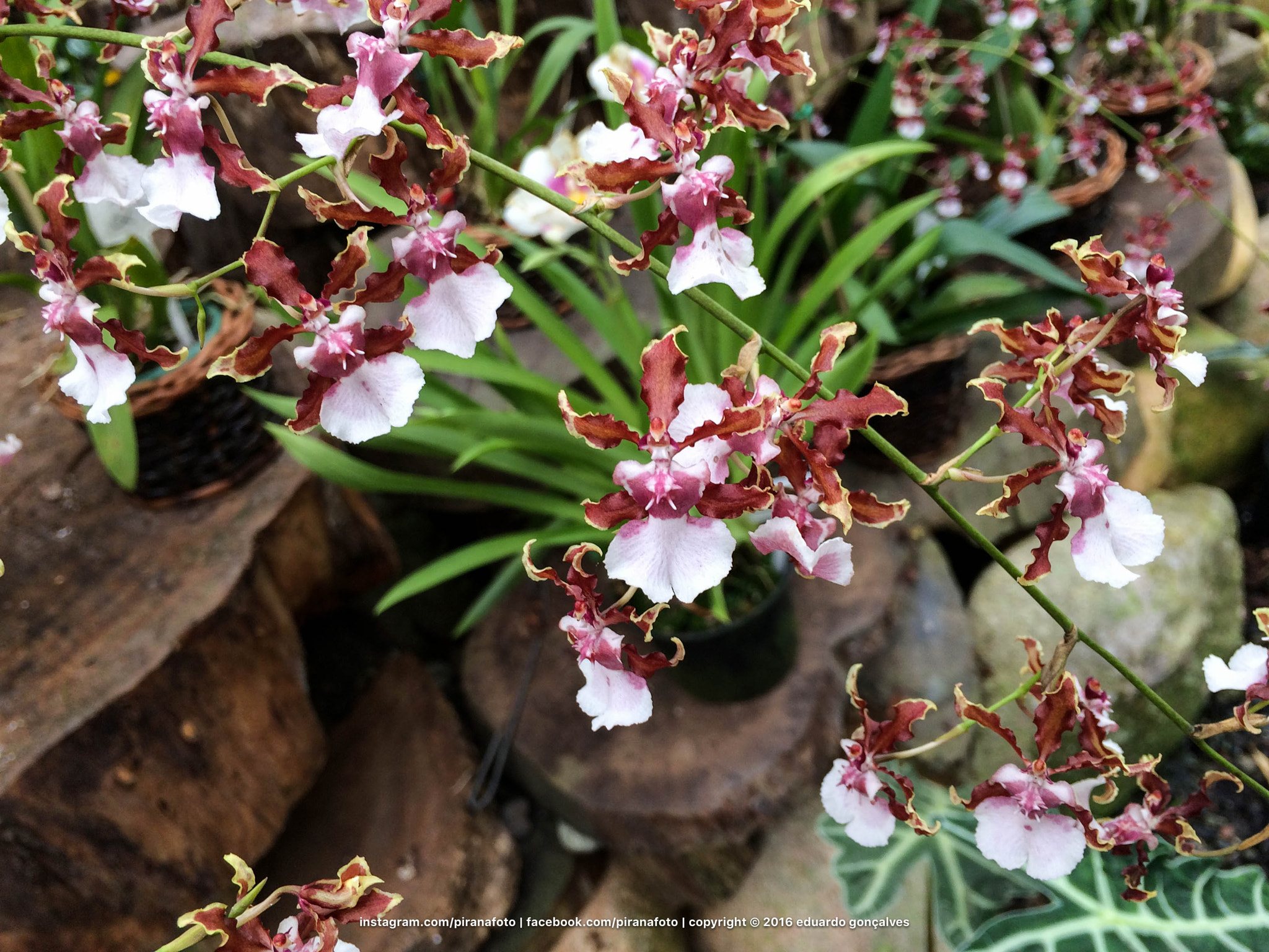 Jag.gr 645 PRO Mk III for Apple iPhone 5s sample photo. Orquídea café photography