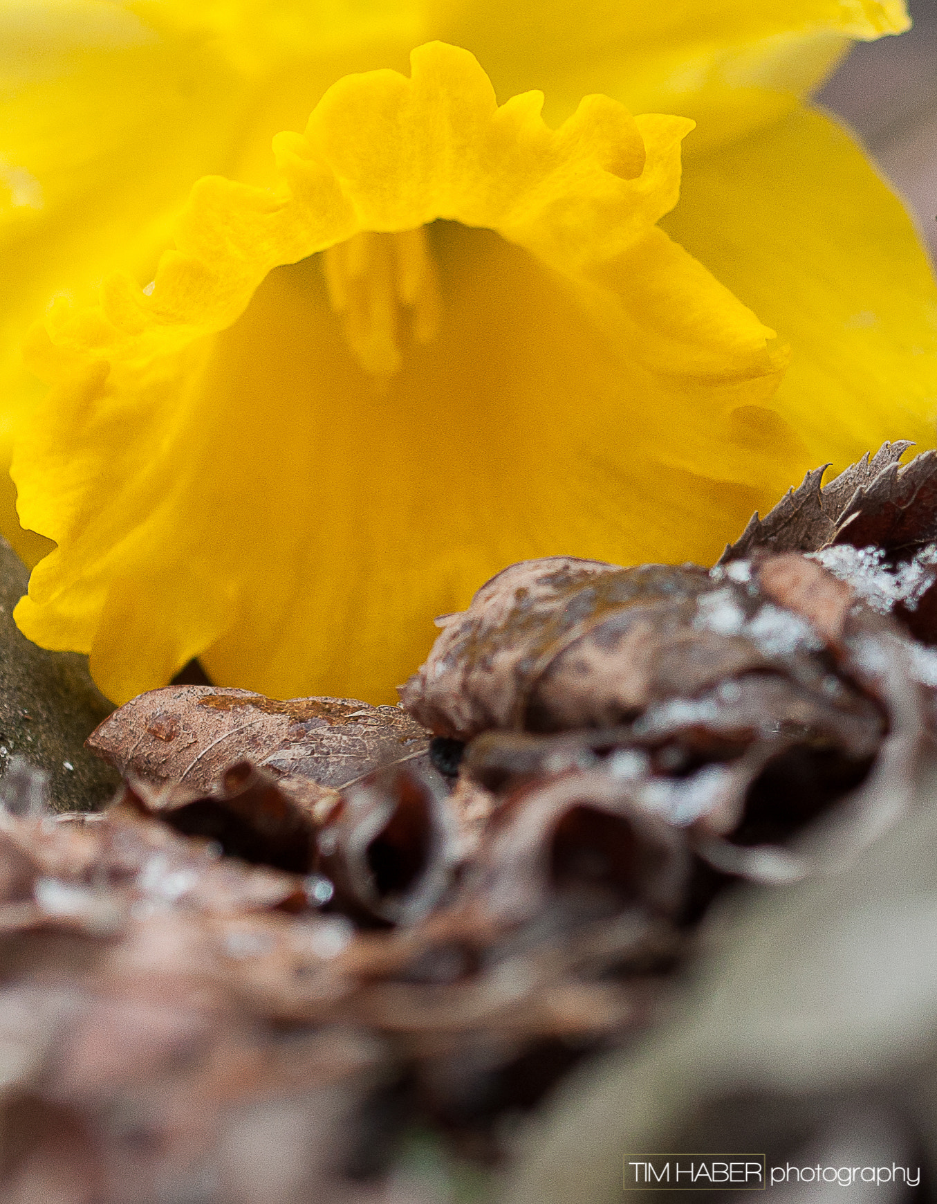 Sigma 105mm F2.8 EX DG OS HSM sample photo. Yellow tulip (1) photography