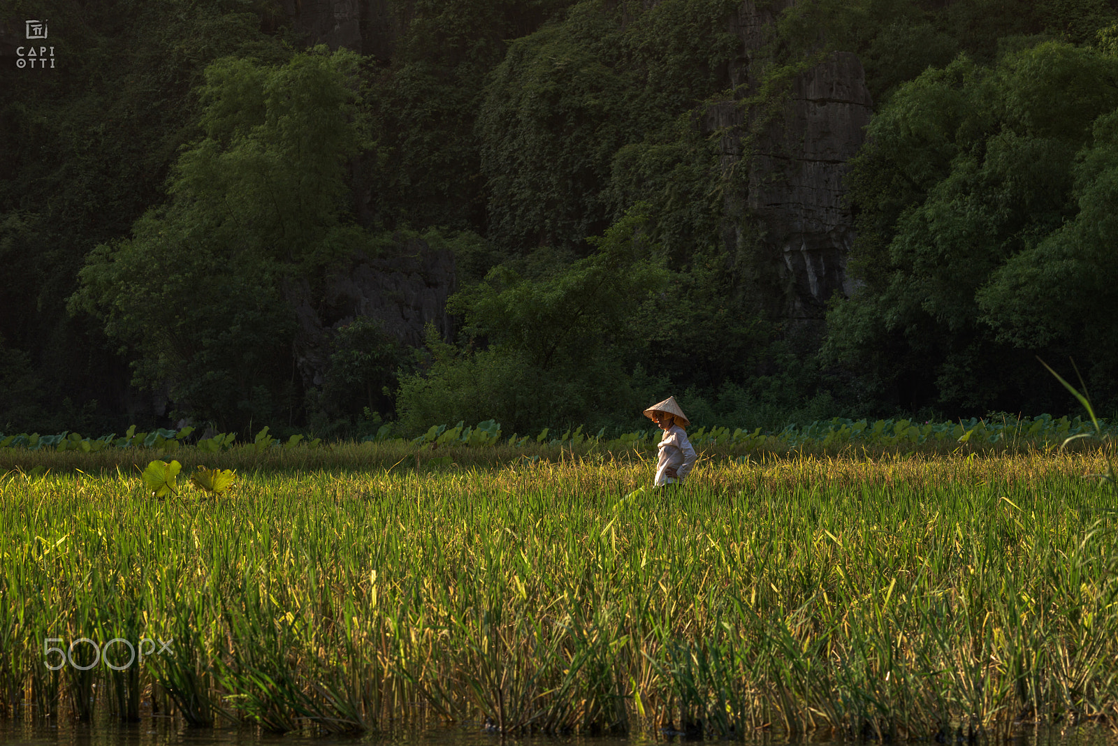 Nikon D810 + Nikon AF Nikkor 105mm F2D DC sample photo. Ninh binh photography