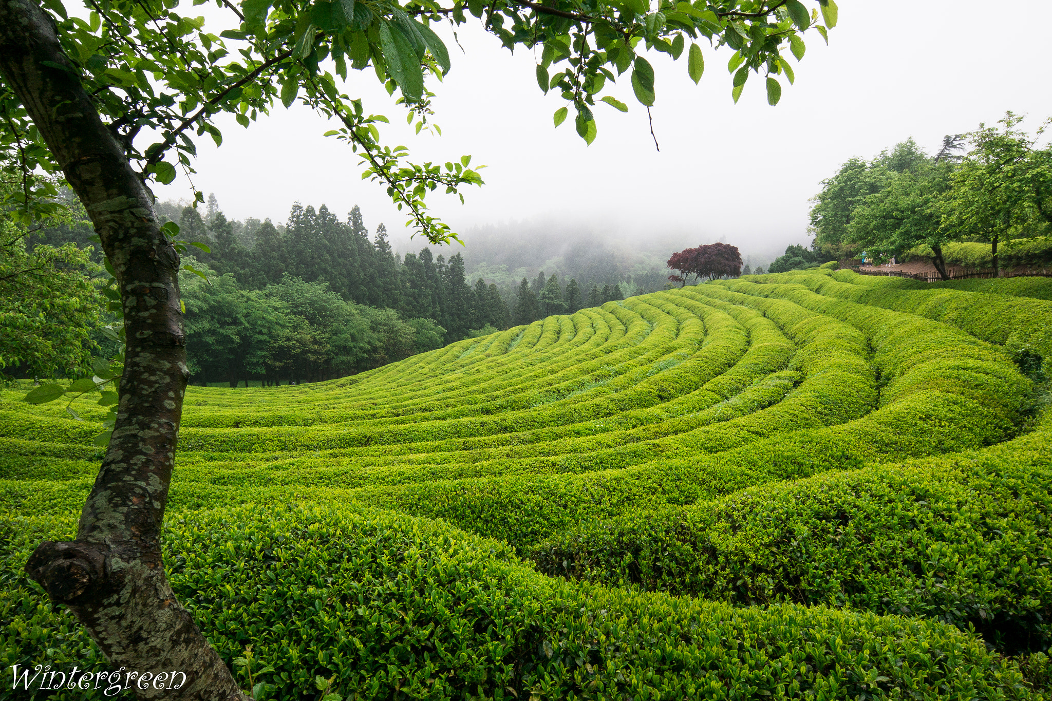 Samsung NX 12-24mm F4-5.6 ED sample photo. Foggy morning in the green tea field photography