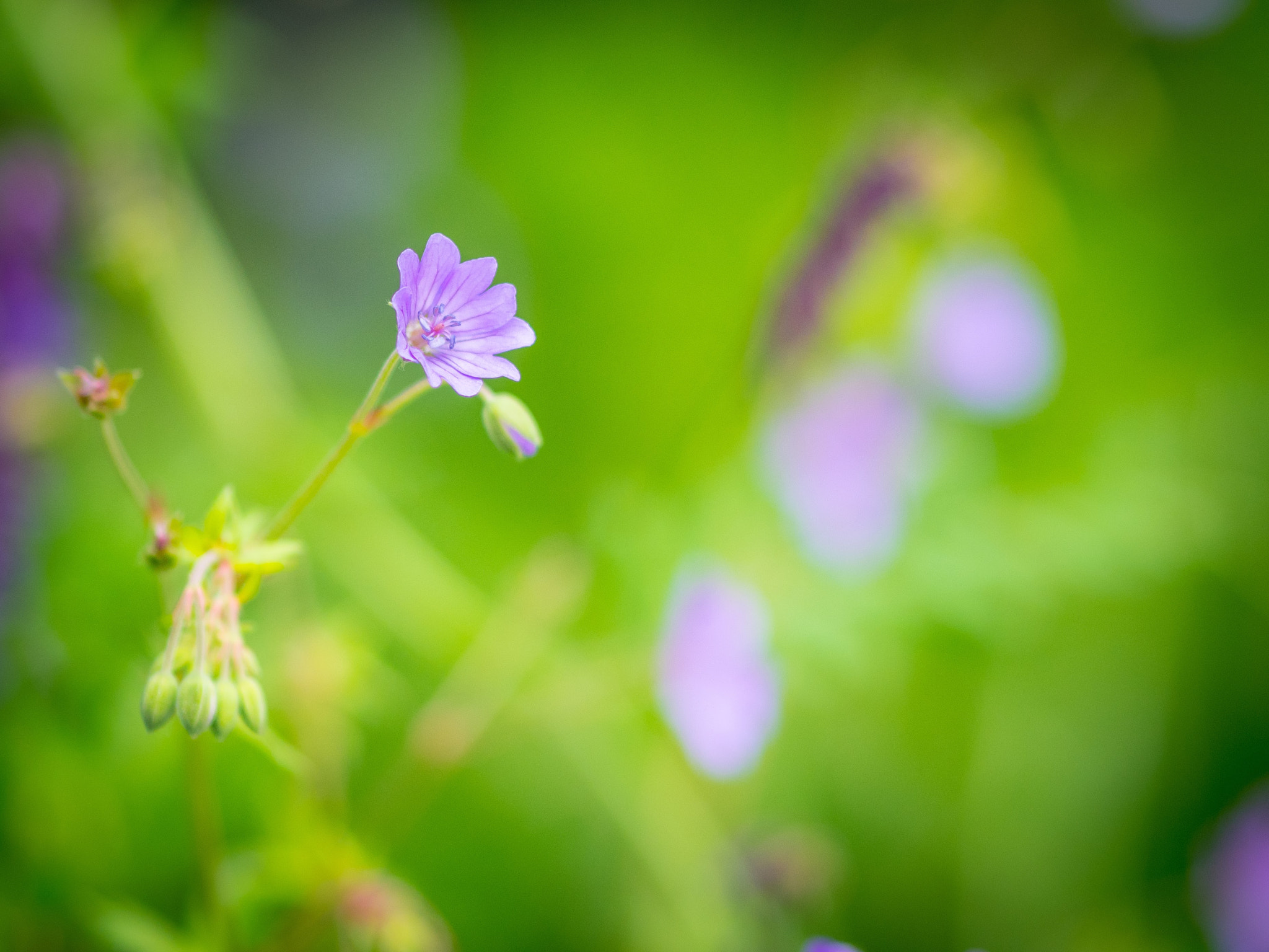 Panasonic Lumix DMC-GX8 + Olympus M.Zuiko Digital ED 75mm F1.8 sample photo