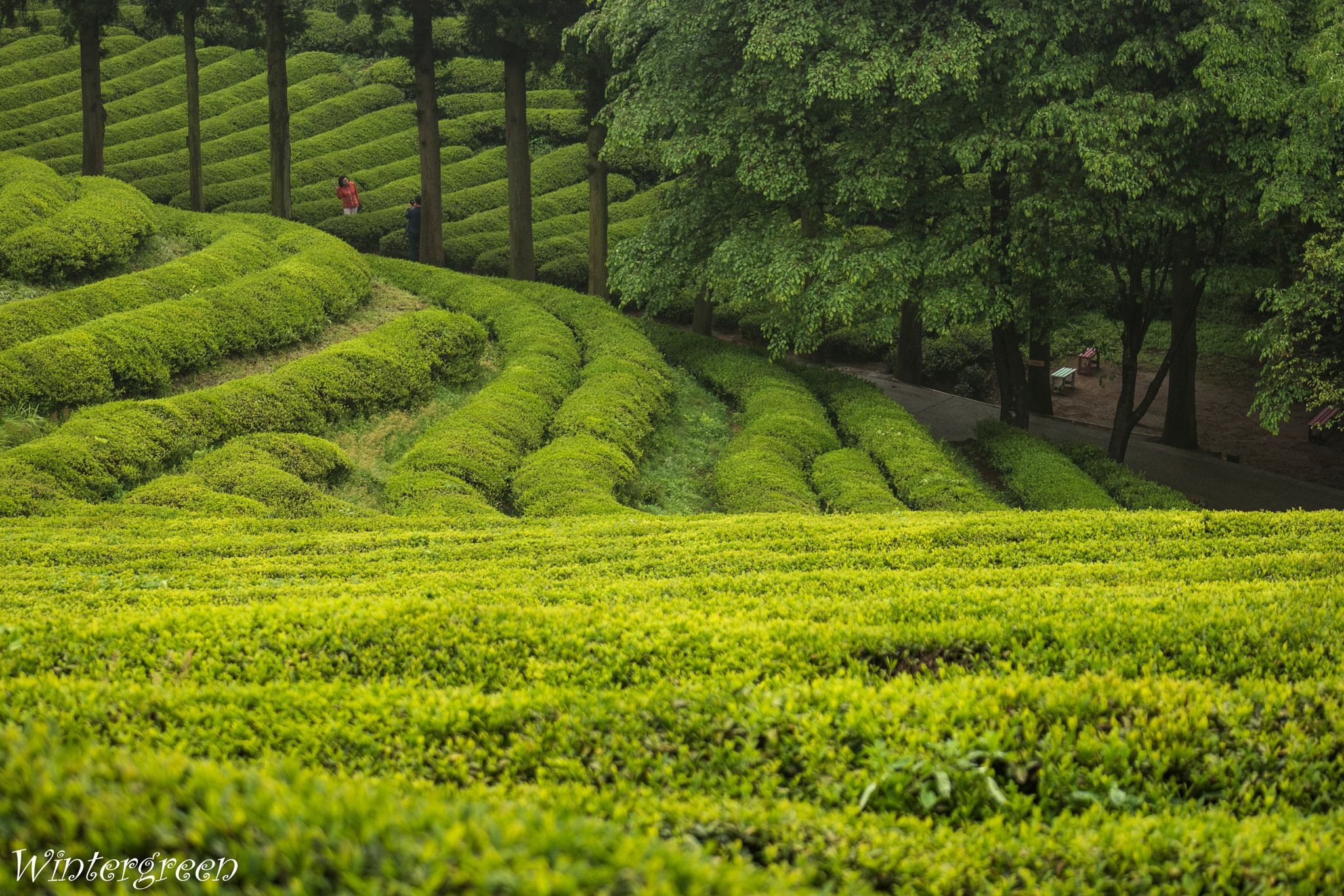 Samsung NX1 + Samsung NX 50-200mm F4-5.6 ED OIS sample photo. Green tea field photography