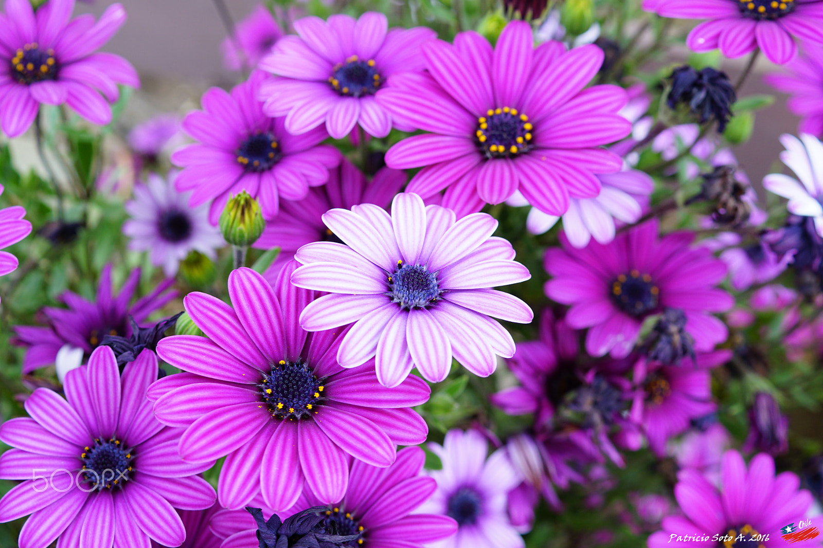 Sony DT 30mm F2.8 Macro SAM sample photo. Flores fuxias photography