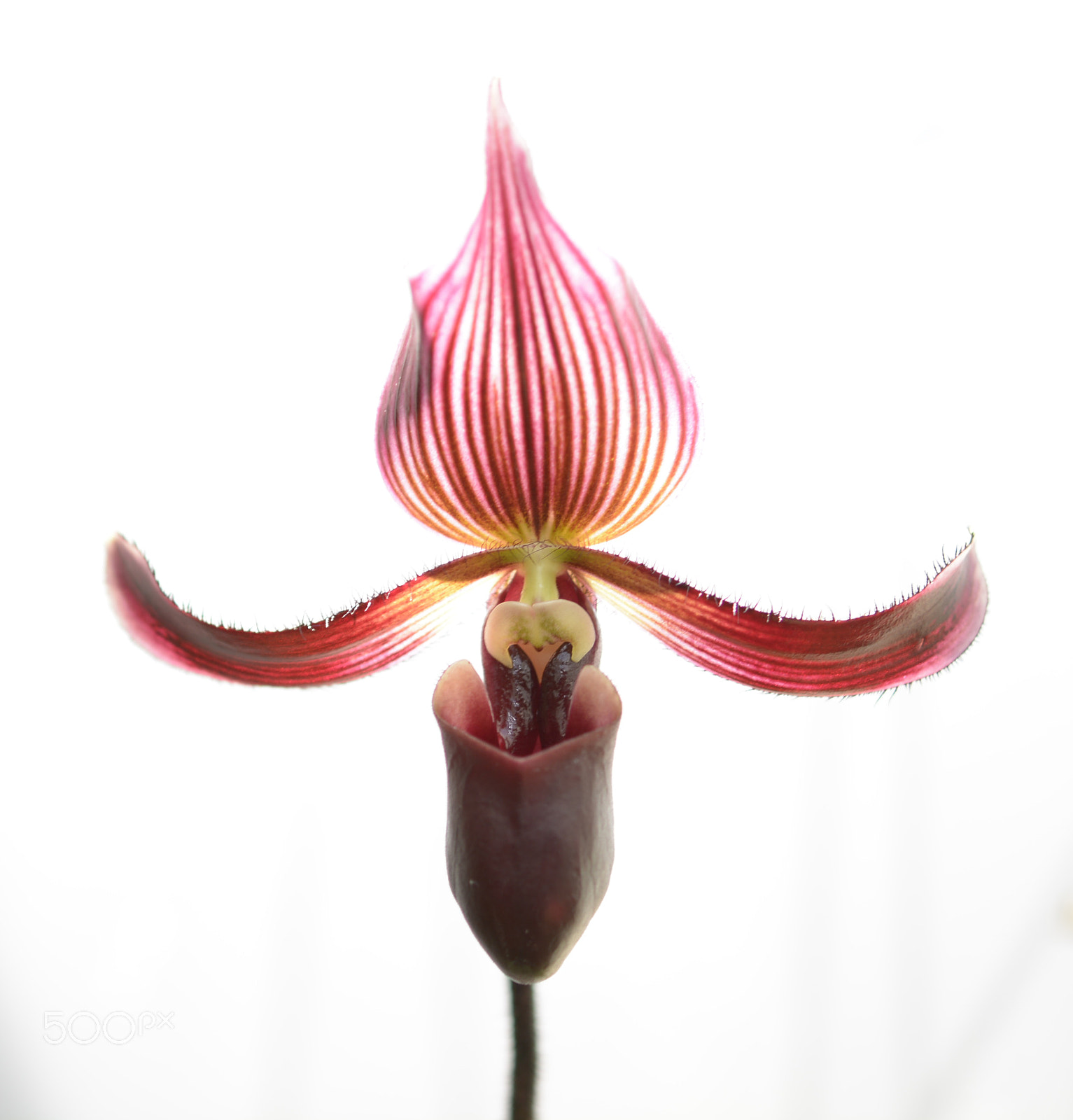 Nikon AF-S Micro-Nikkor 60mm F2.8G ED sample photo. Orchids photography