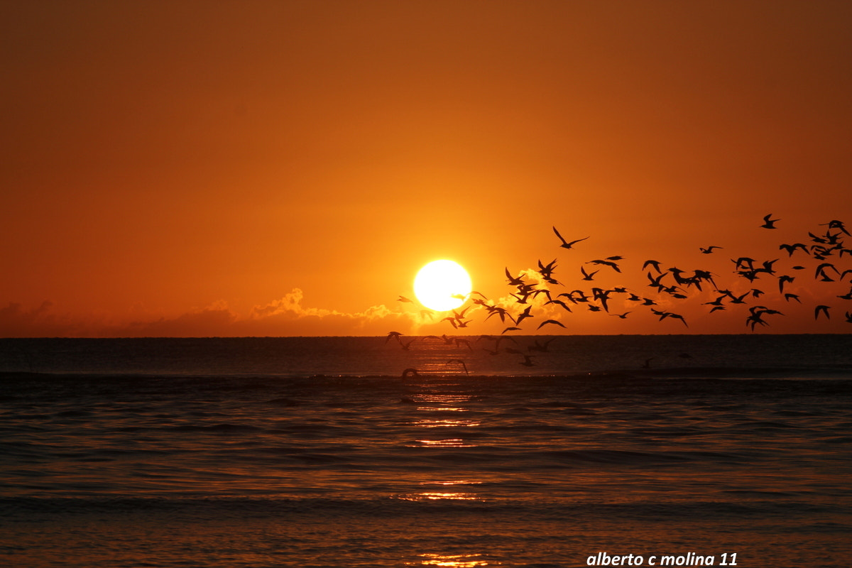 Sigma 150-500mm F5-6.3 DG OS HSM sample photo. Sunset photography