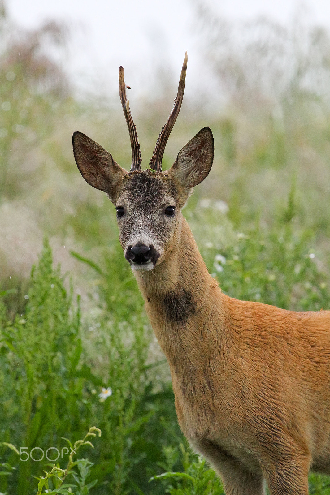 Canon EF 300mm F2.8L IS USM sample photo. Img photography
