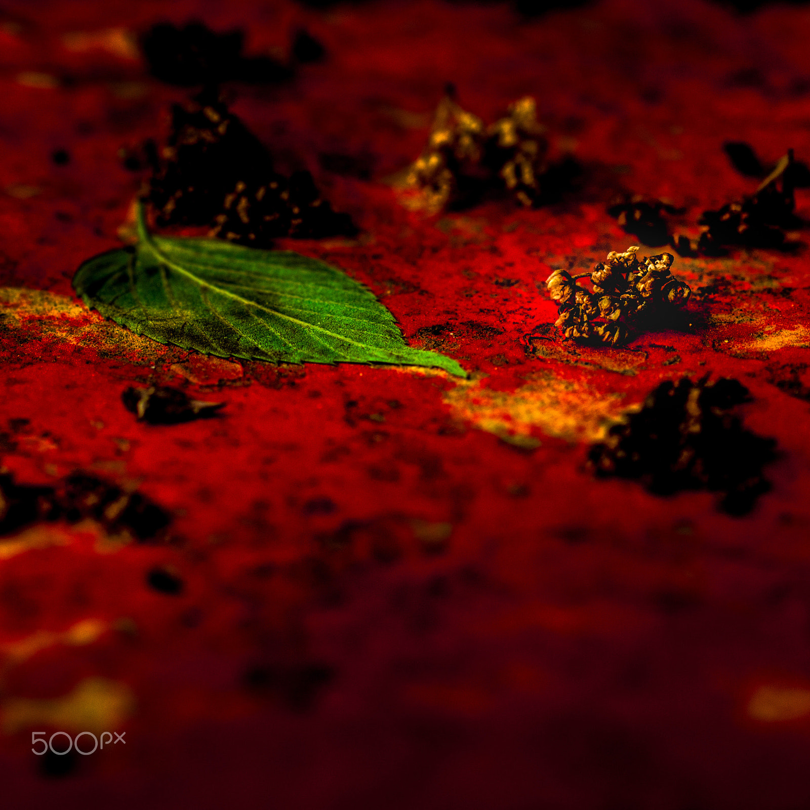 Sony SLT-A77 + Sigma 70mm F2.8 EX DG Macro sample photo. Red ground photography