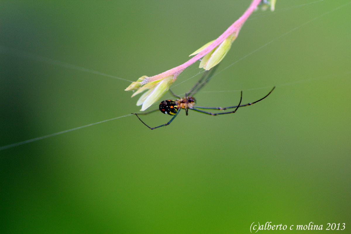 Canon EOS 550D (EOS Rebel T2i / EOS Kiss X4) + Tamron SP AF 90mm F2.8 Di Macro sample photo. Garden spider photography