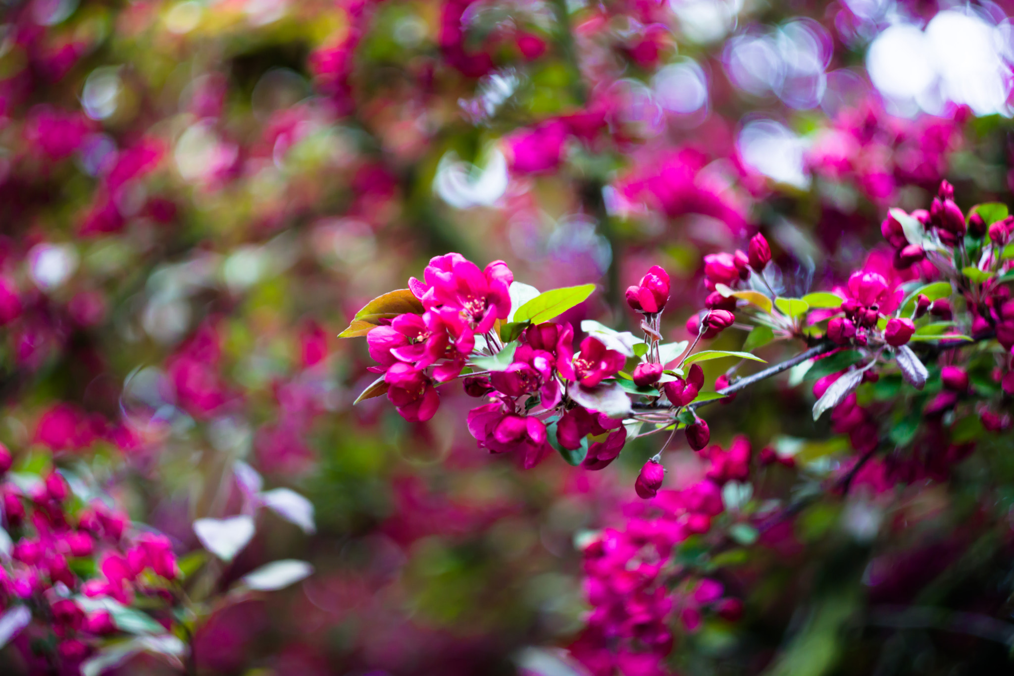 Sony SLT-A77 + Minolta AF 50mm F1.7 sample photo. Color lights photography