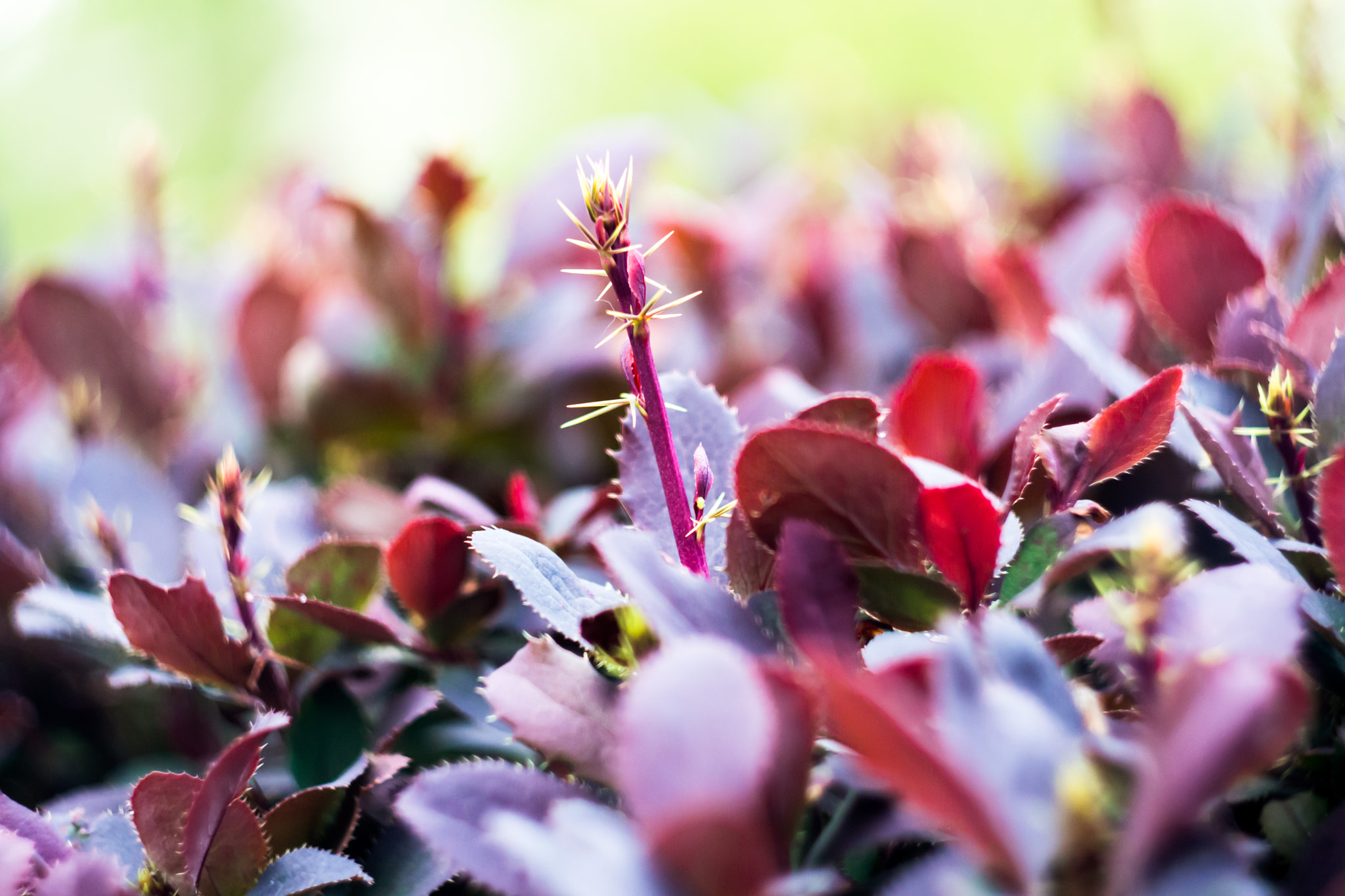 Sony SLT-A77 + Minolta AF 50mm F1.7 sample photo. Red berberys photography