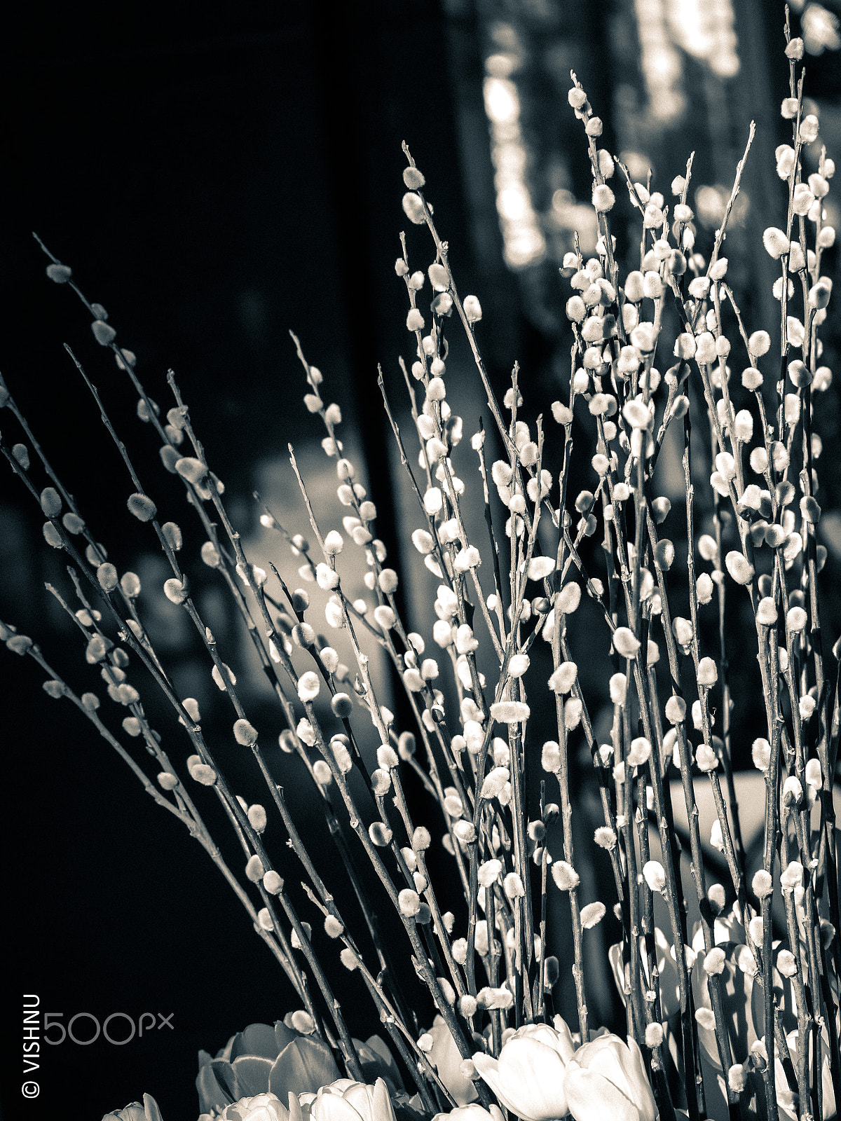 Panasonic Lumix DMC-GH4 sample photo. Plant1 photography