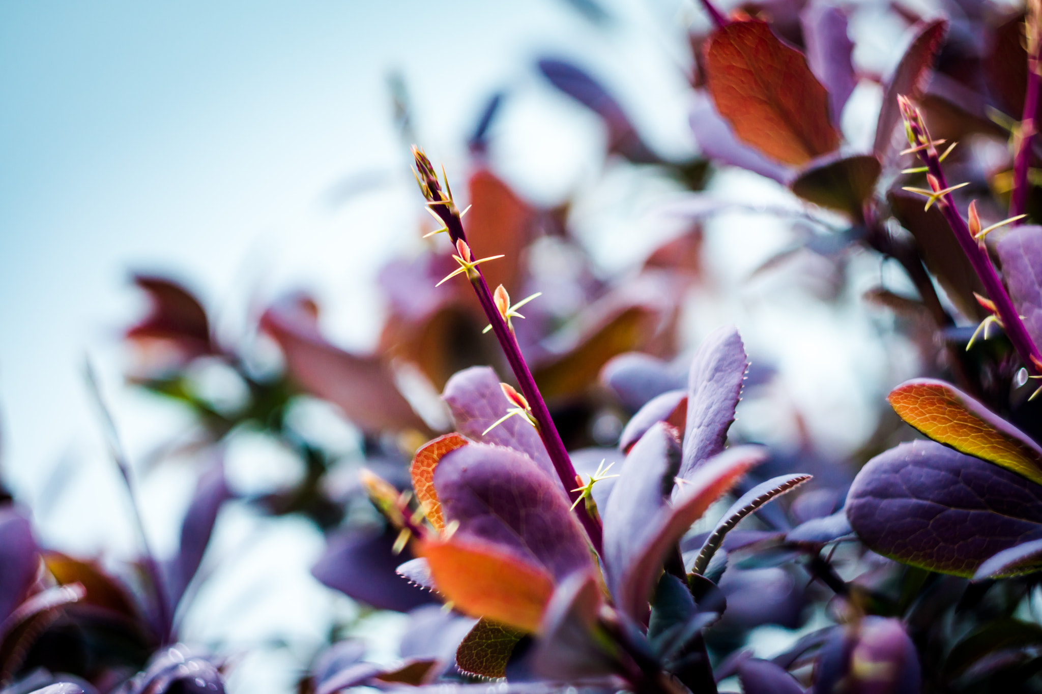 Sony SLT-A77 + Minolta AF 50mm F1.7 sample photo. Thorns photography