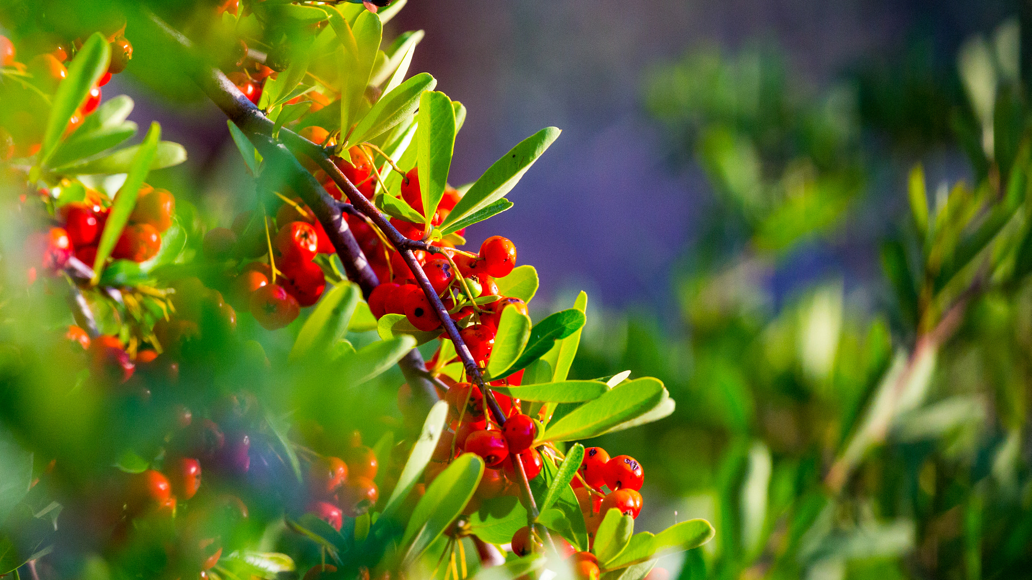 Canon EF 100-400mm F4.5-5.6L IS II USM sample photo. Red photography