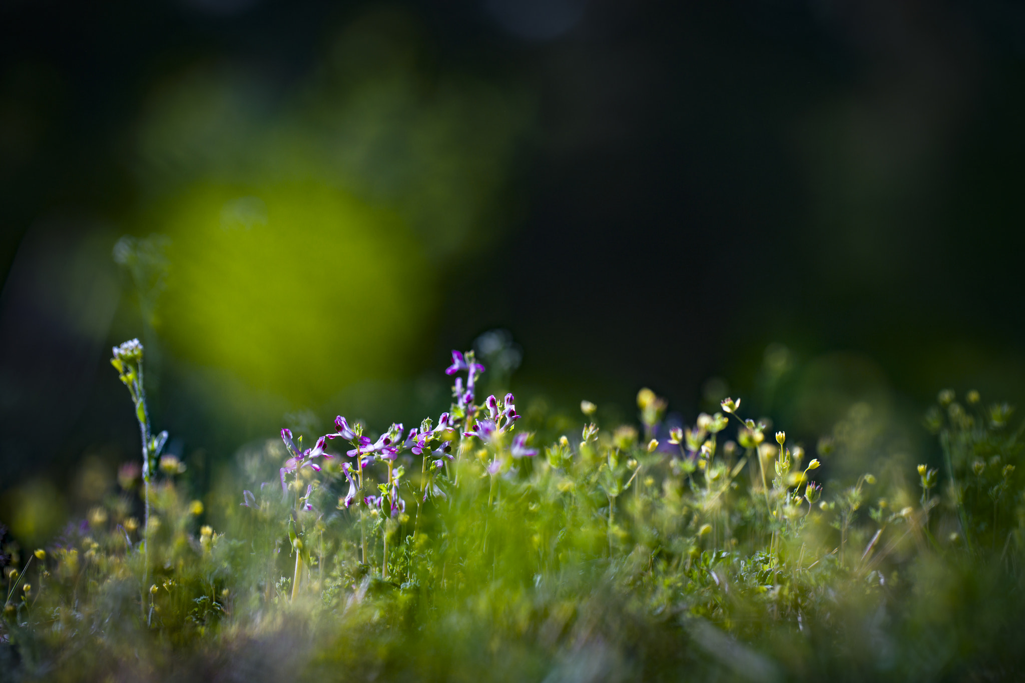 Sony a7R II + Canon EF 100mm F2.8L Macro IS USM sample photo. 小花 photography