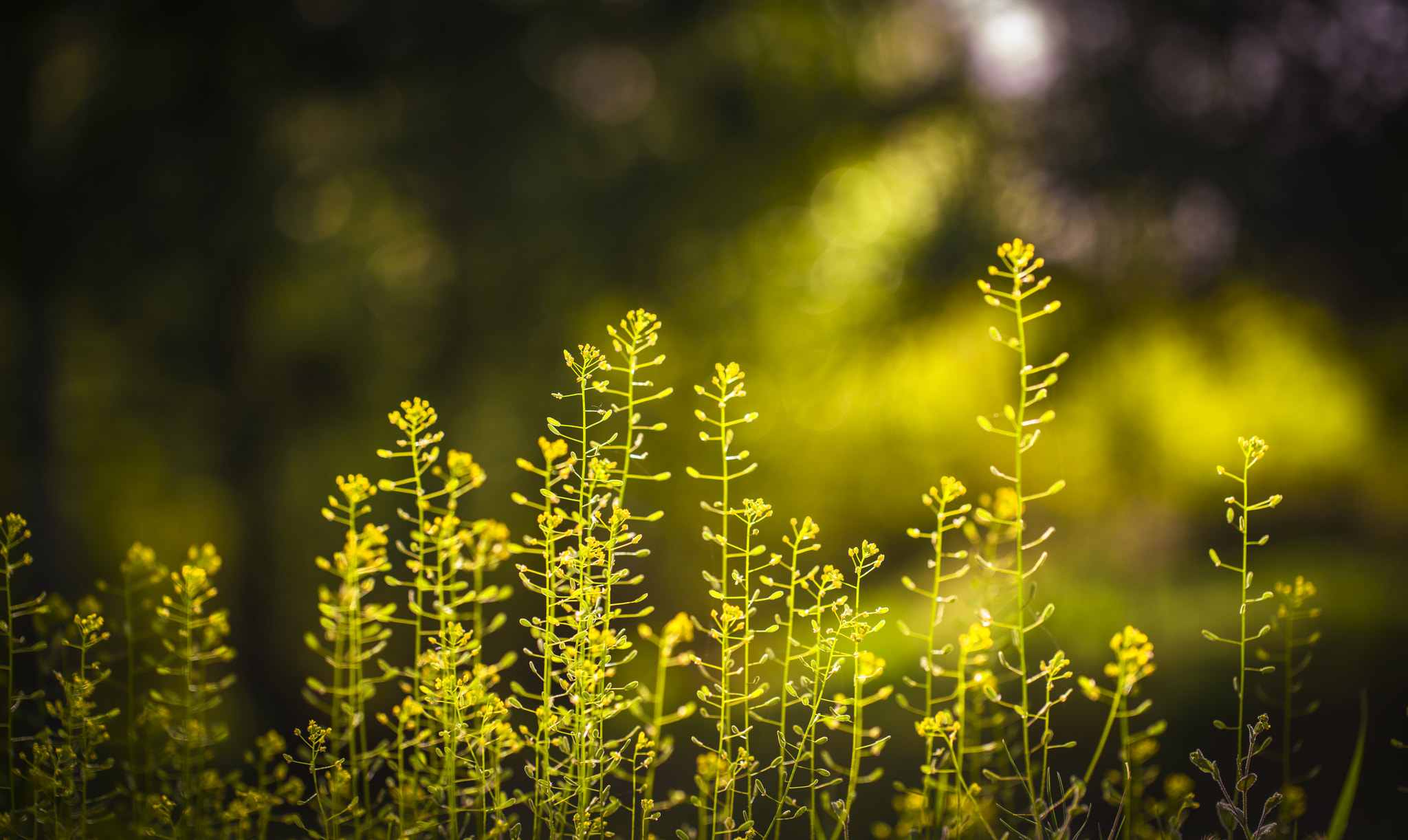 Sony a7R II + Canon EF 100mm F2.8L Macro IS USM sample photo. 小花 photography