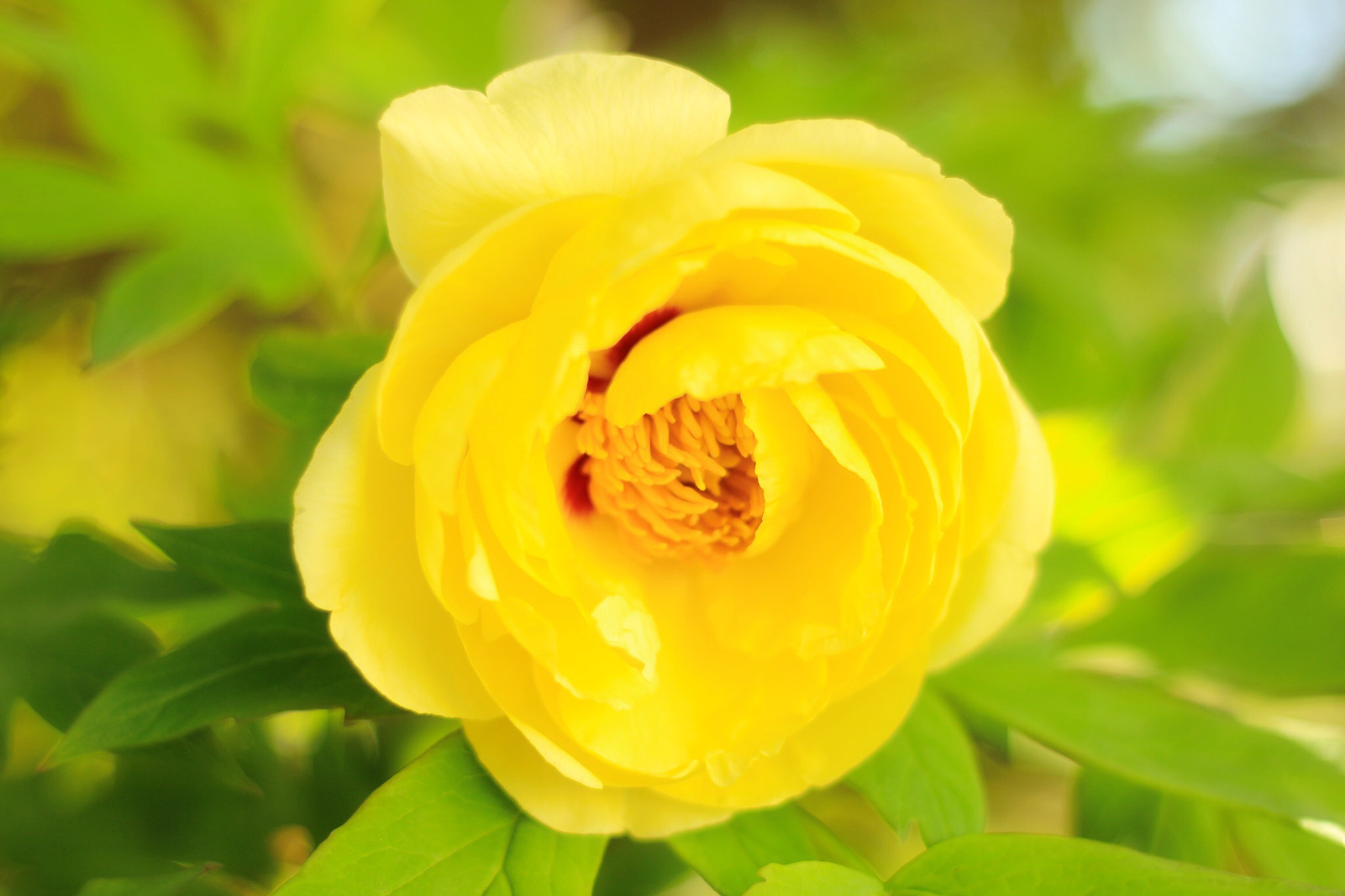 Canon EOS M + Canon EF 50mm F1.8 STM sample photo. Peony photography