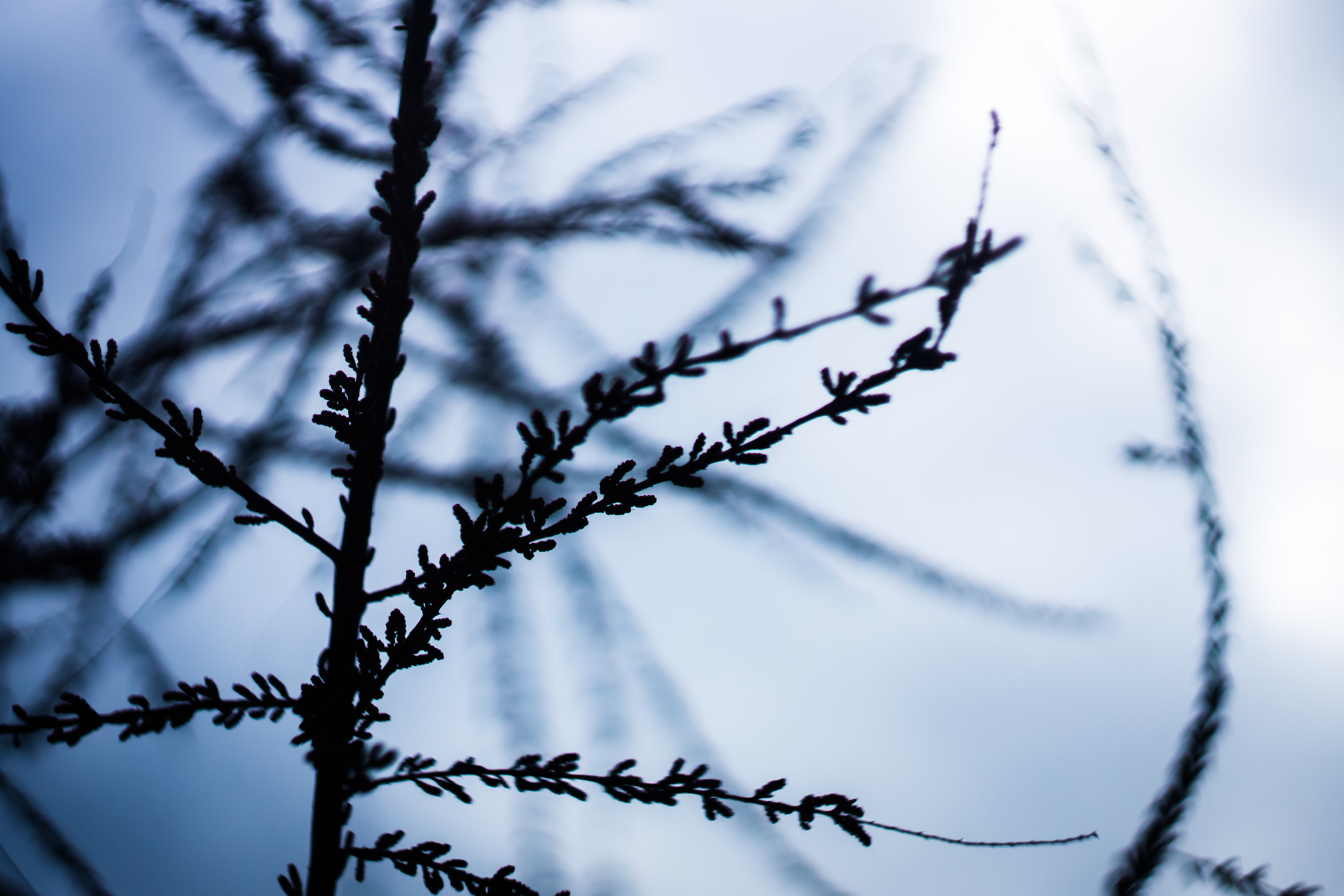 Sony SLT-A77 + Minolta AF 50mm F1.7 sample photo. ...somberness photography