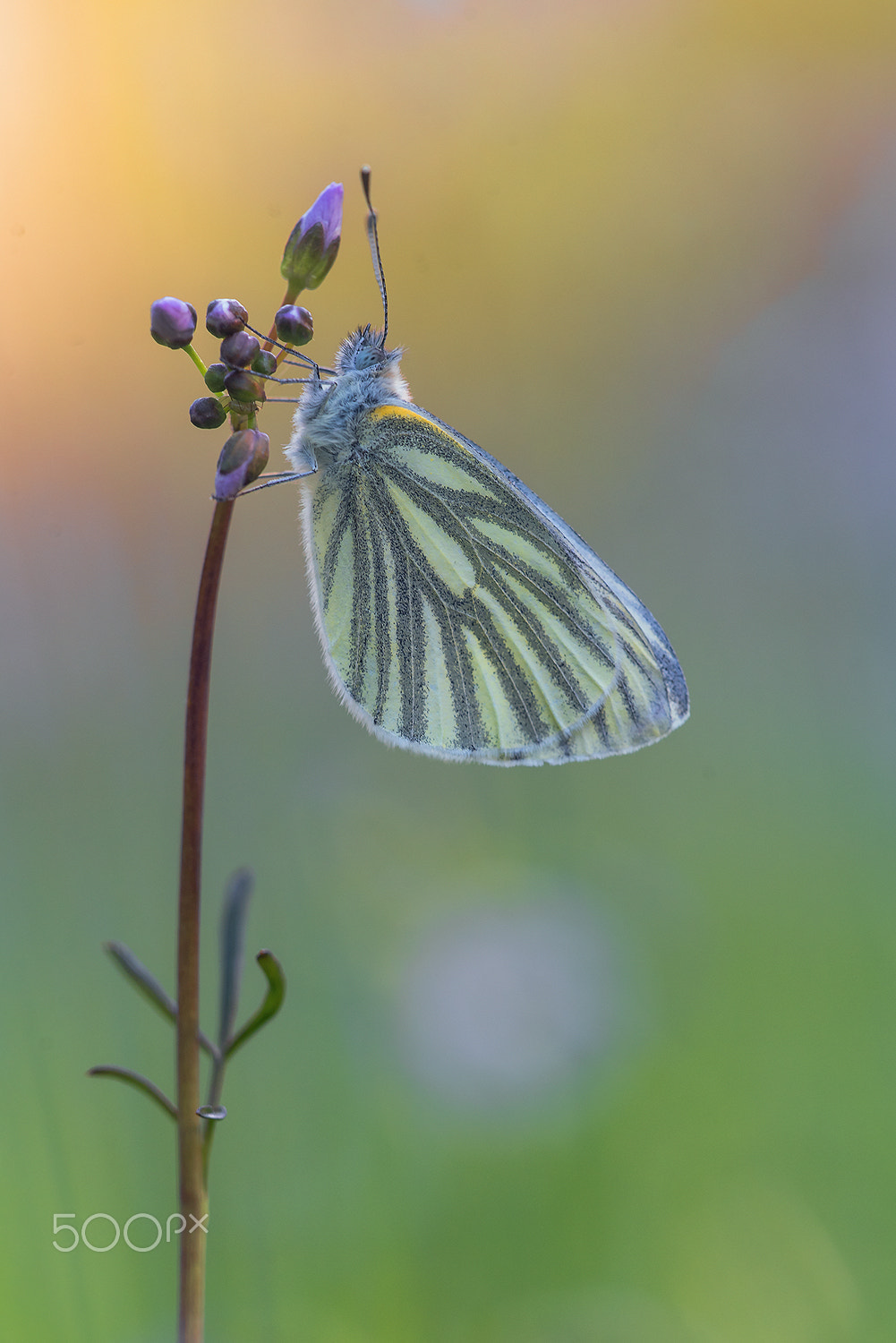 Sigma 150mm F2.8 EX DG Macro HSM sample photo. In the last sun light   piris napi photography