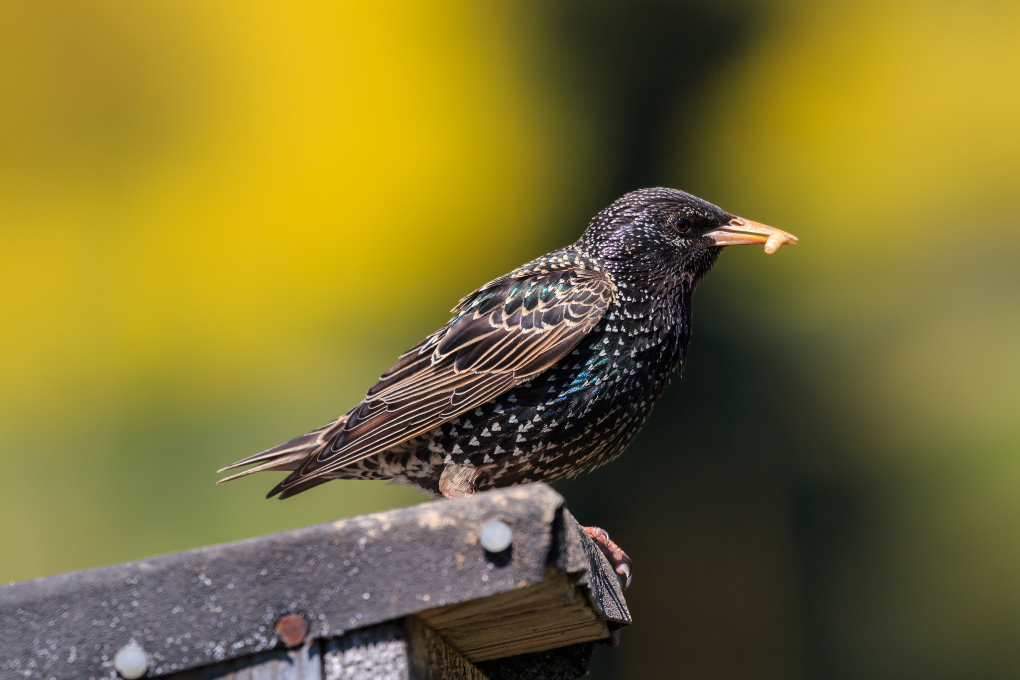 Canon EF 100-400mm F4.5-5.6L IS II USM sample photo. Feeding time! photography
