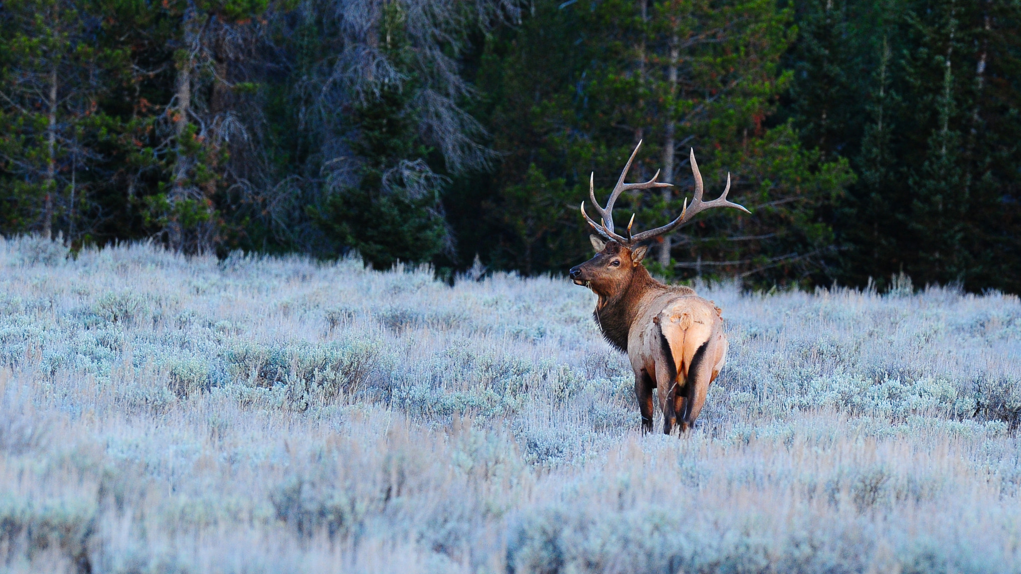 Nikon AF-S Nikkor 400mm F2.8G ED VR II sample photo. Rocky mountain elk photography