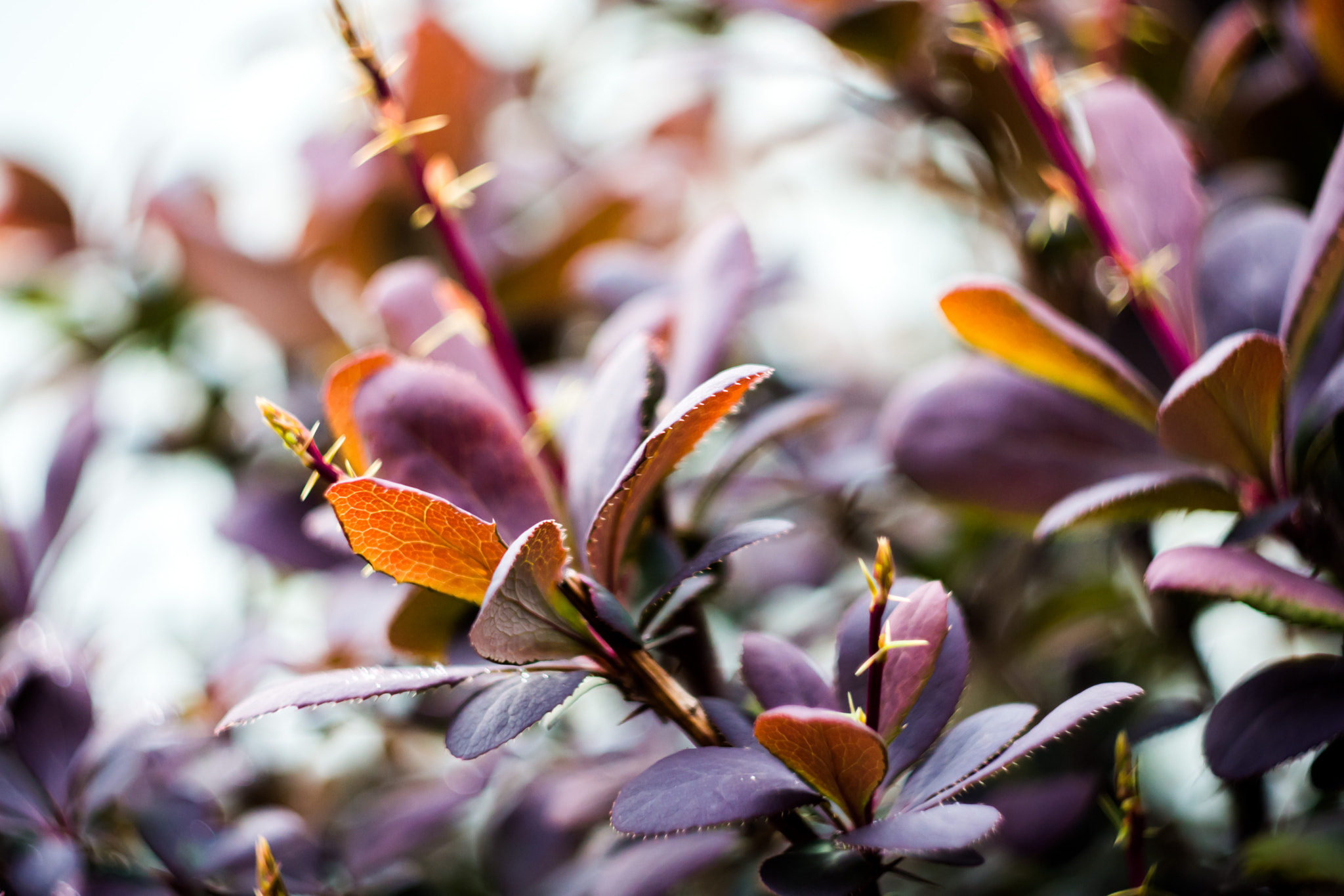 Sony SLT-A77 + Minolta AF 50mm F1.7 sample photo. Colors photography