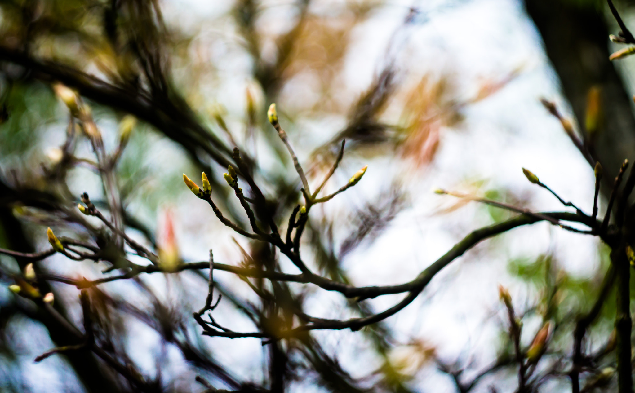 Sony SLT-A77 + Minolta AF 50mm F1.7 sample photo. Permeation photography