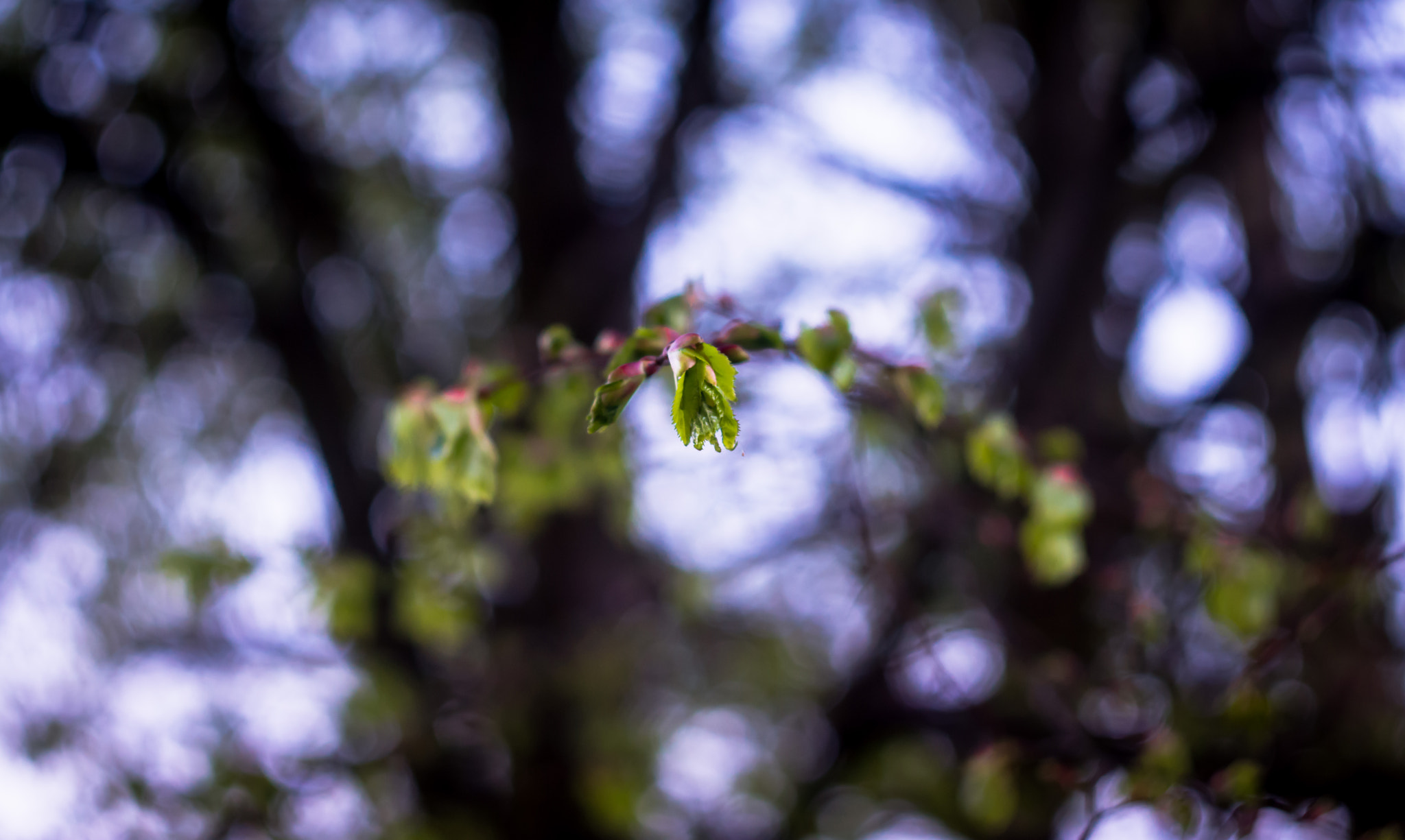 Sony SLT-A77 + Minolta AF 50mm F1.7 sample photo. Lights photography