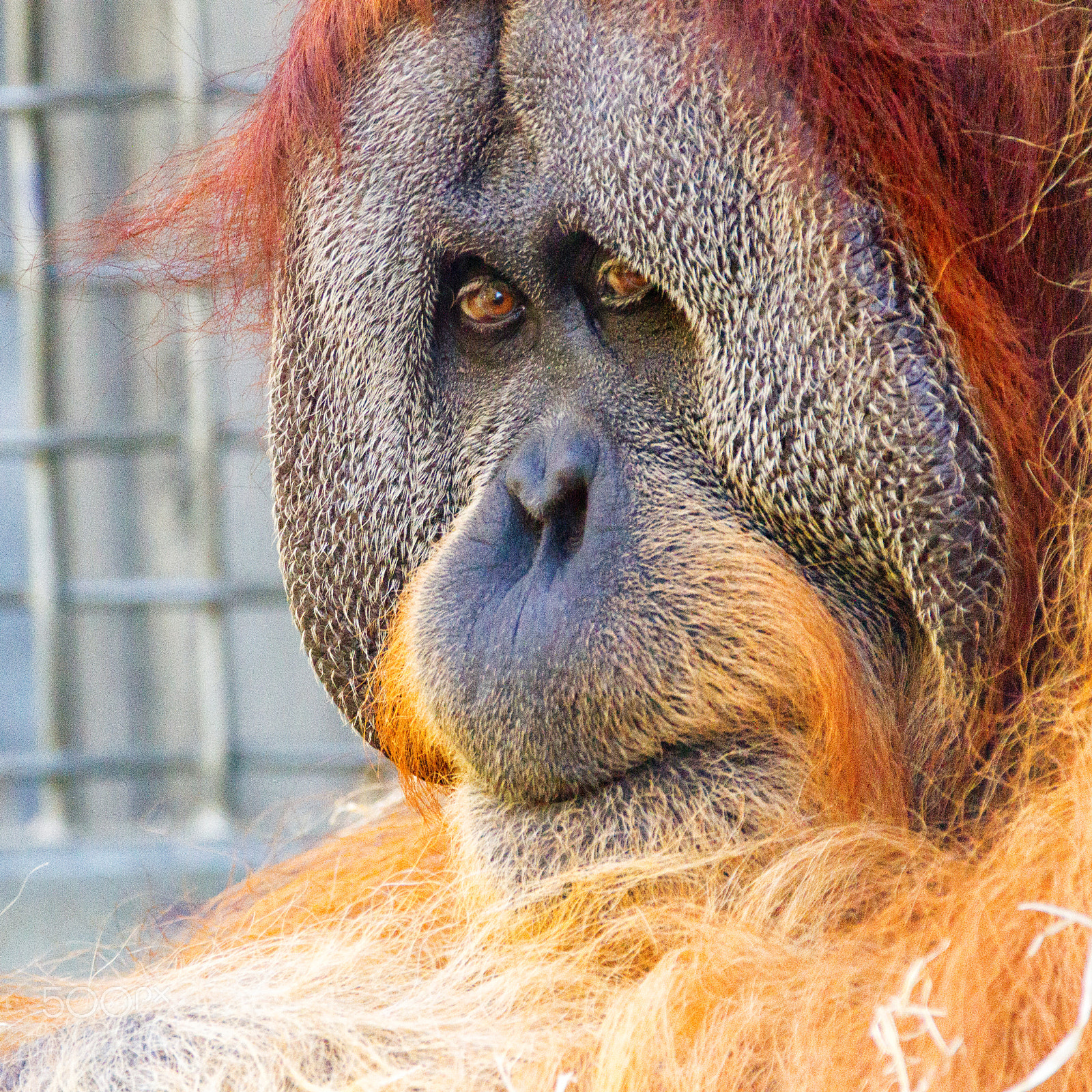 Sigma 150-600mm F5-6.3 DG OS HSM | C sample photo. Deep in thought photography
