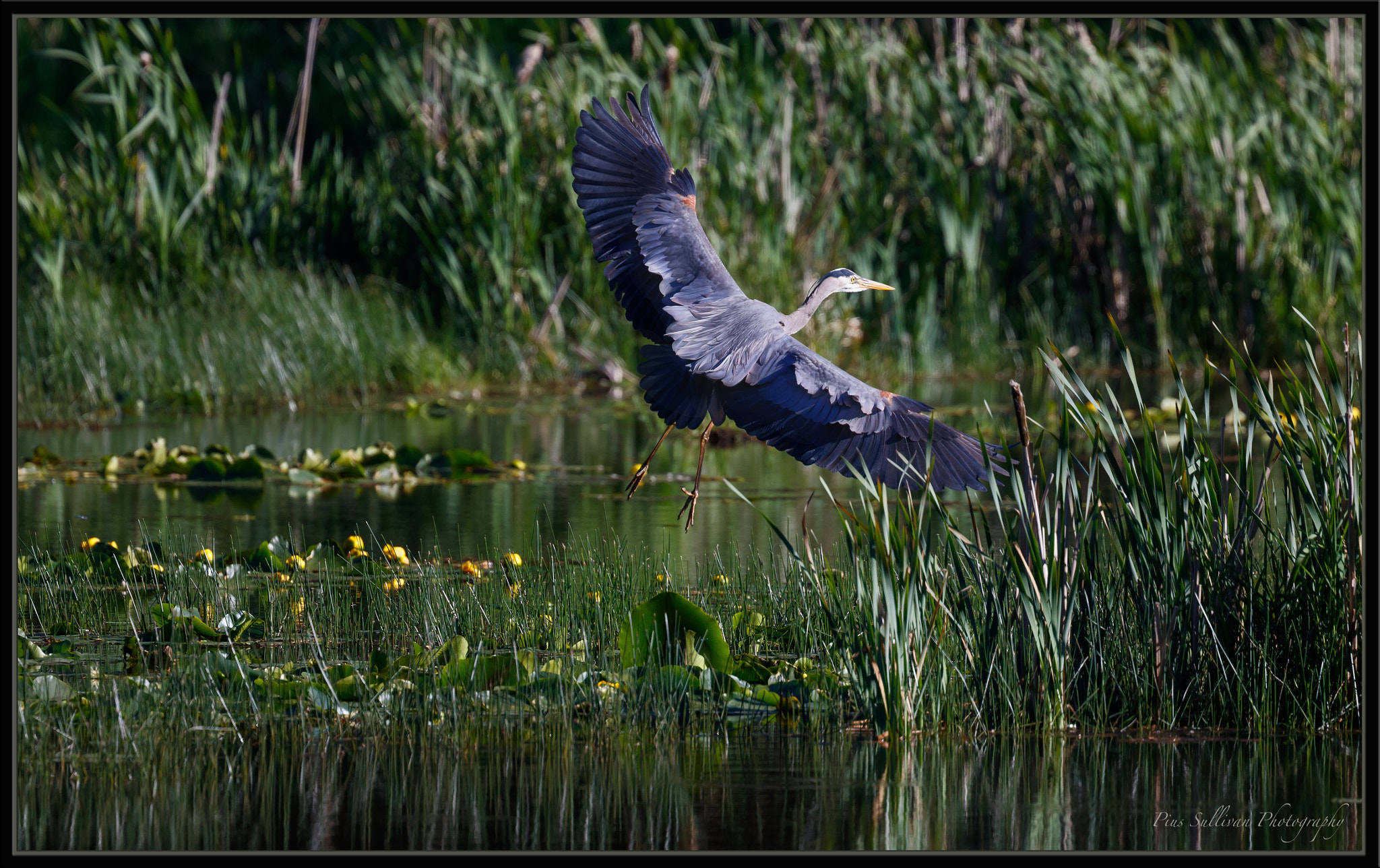 Canon EF 400mm F4 DO IS II USM sample photo. Great blue heron photography