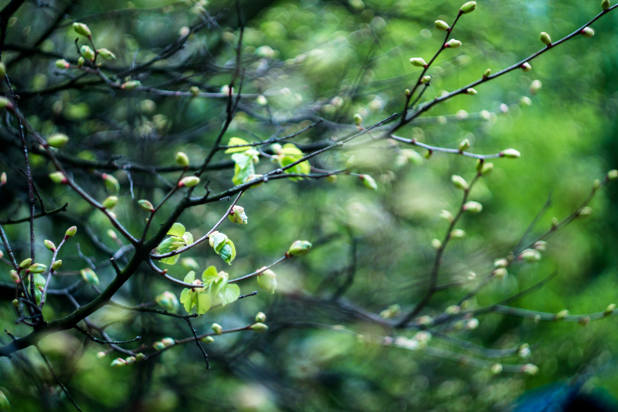 Sony SLT-A77 + Minolta AF 50mm F1.7 sample photo. Green photography