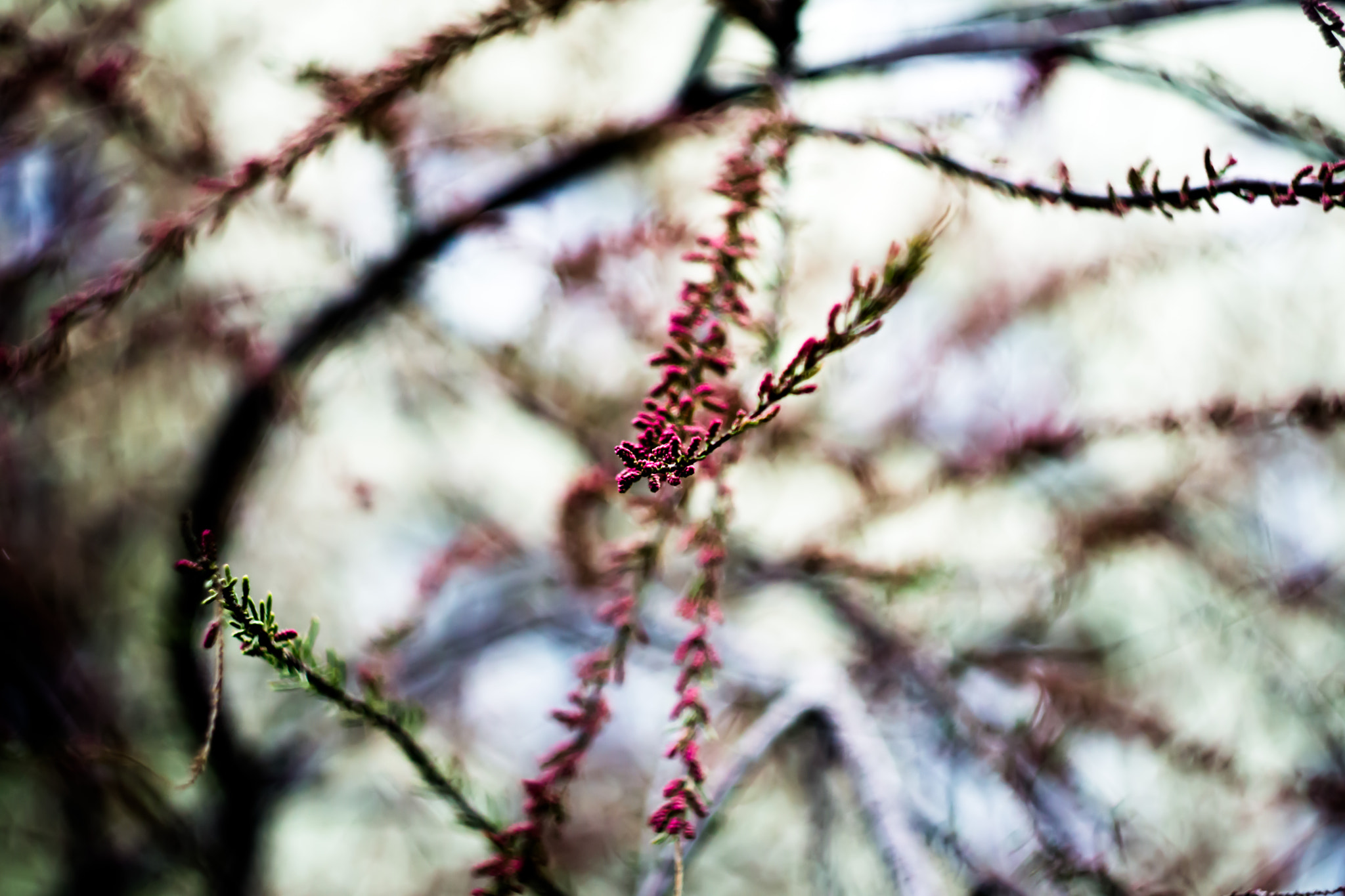 Sony SLT-A77 + Minolta AF 50mm F1.7 sample photo. :) photography