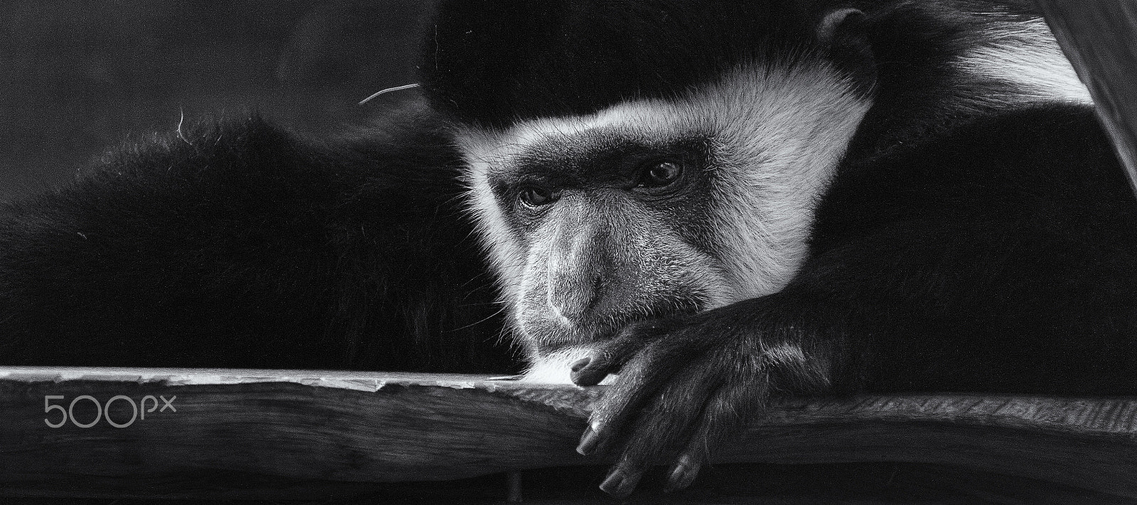 Sigma 150-600mm F5-6.3 DG OS HSM | C sample photo. Monkey photography
