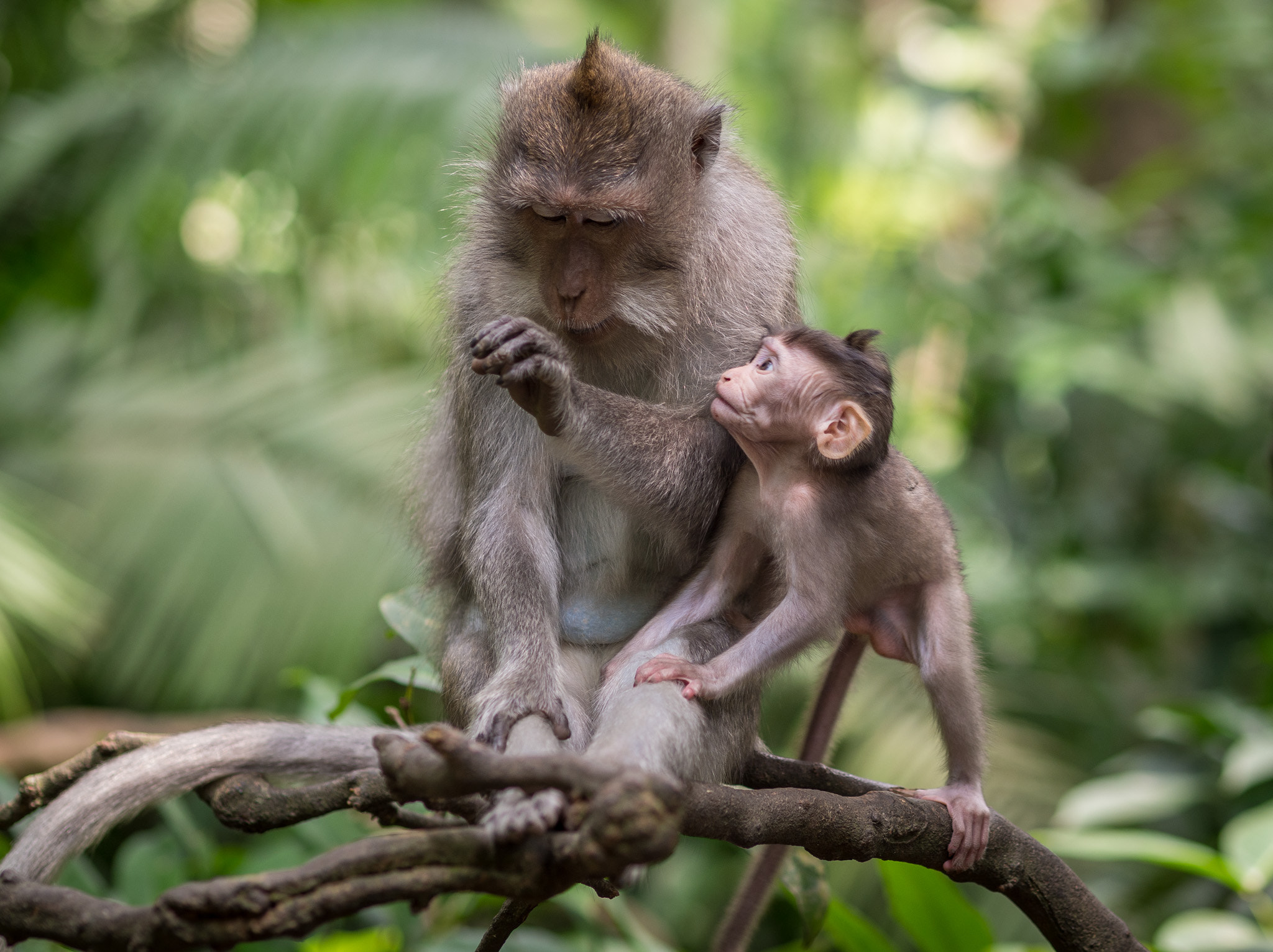 Olympus OM-D E-M10 + Olympus M.Zuiko Digital ED 75mm F1.8 sample photo. Monkey love photography