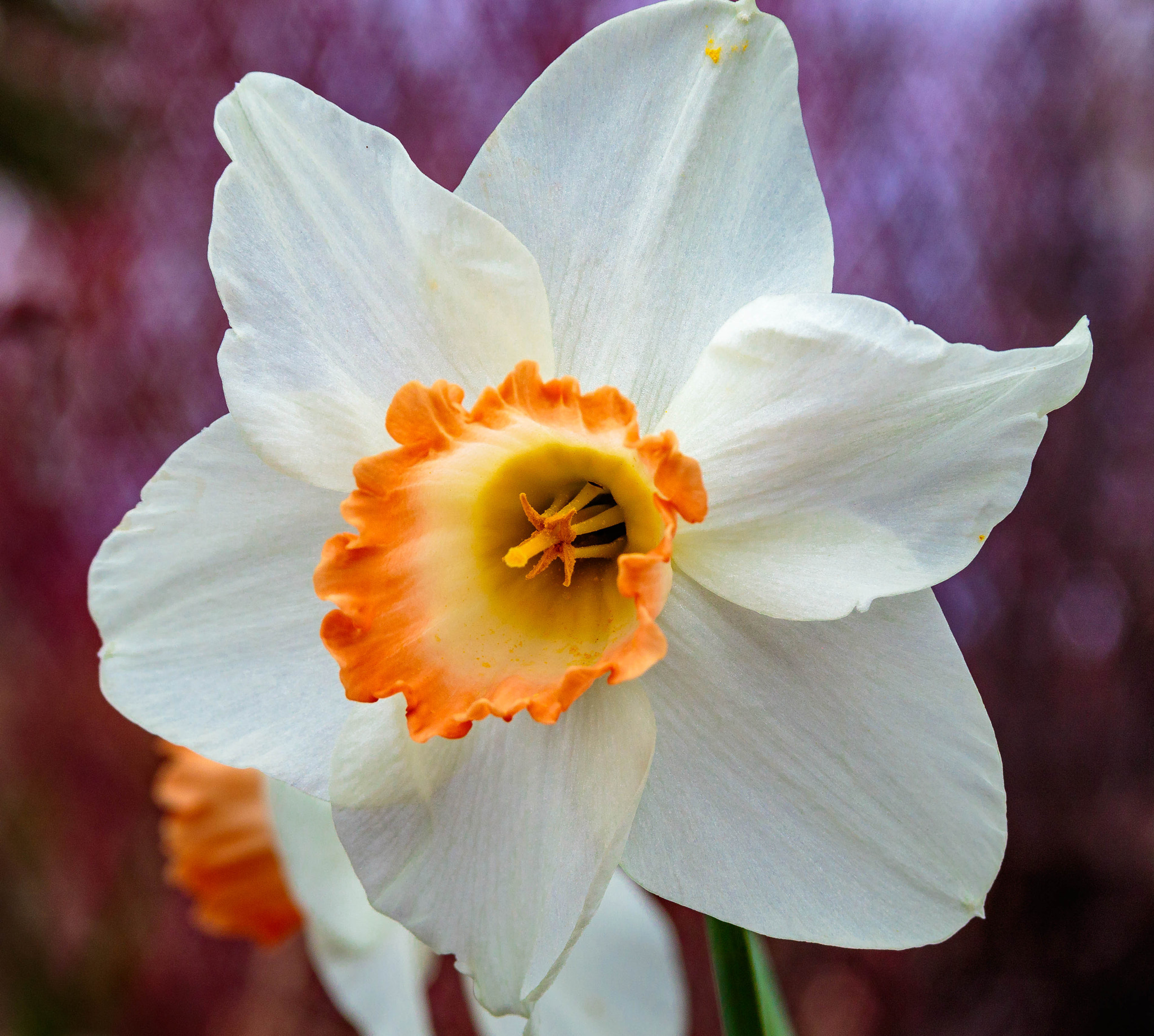 Canon EF 28-135mm F3.5-5.6 IS USM sample photo. Brilliant daffodil photography