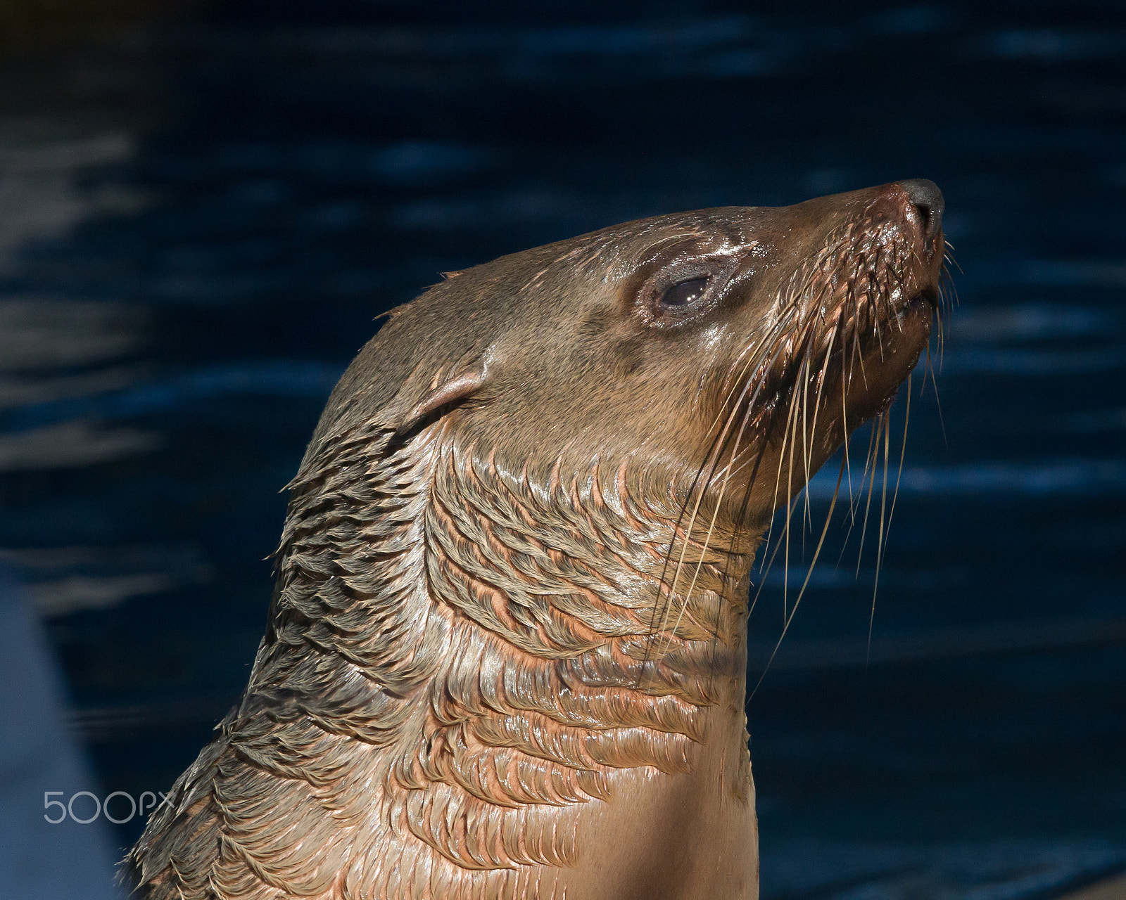 Sigma 150-600mm F5-6.3 DG OS HSM | C sample photo. Australian fur seal photography