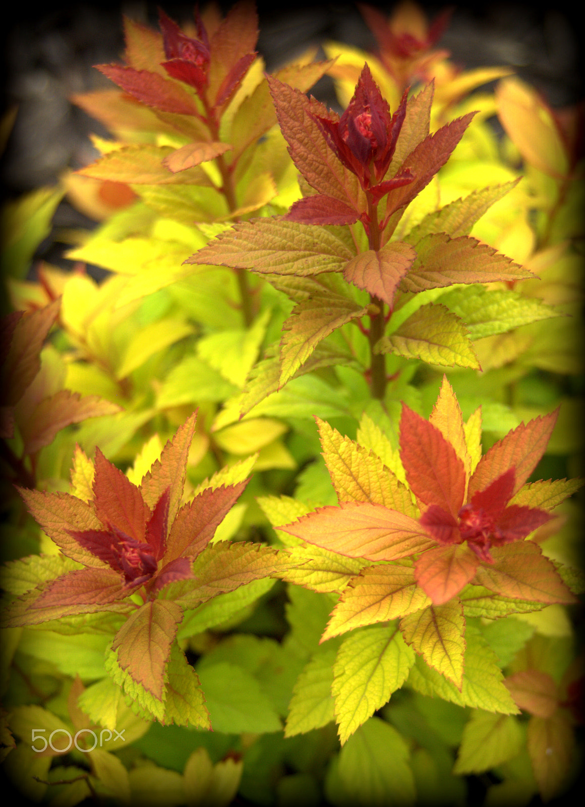 Sigma 28-90mm F3.5-5.6 Macro sample photo. Magic carpet spirea photography