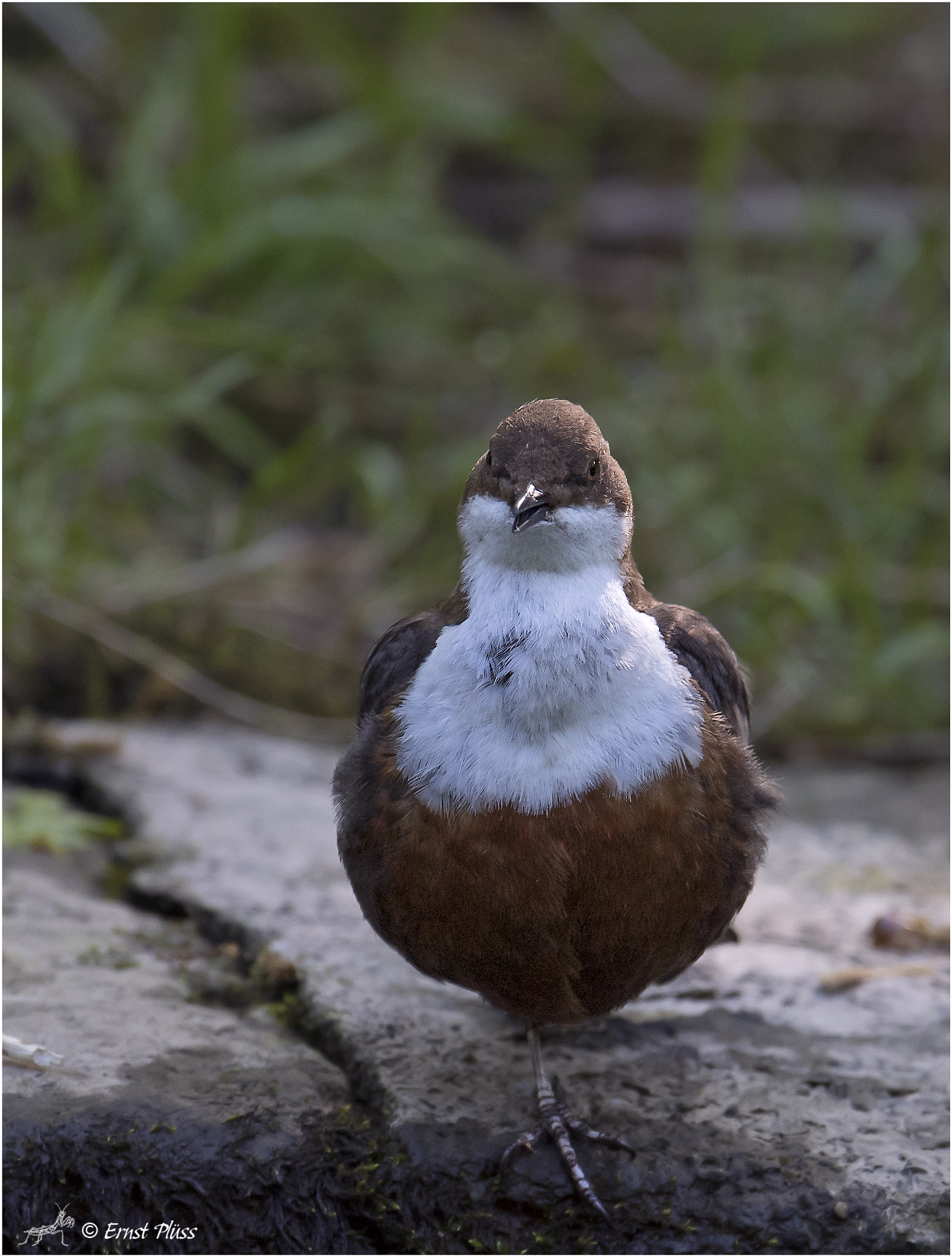 Nikon D5 sample photo. White-throated dipper photography