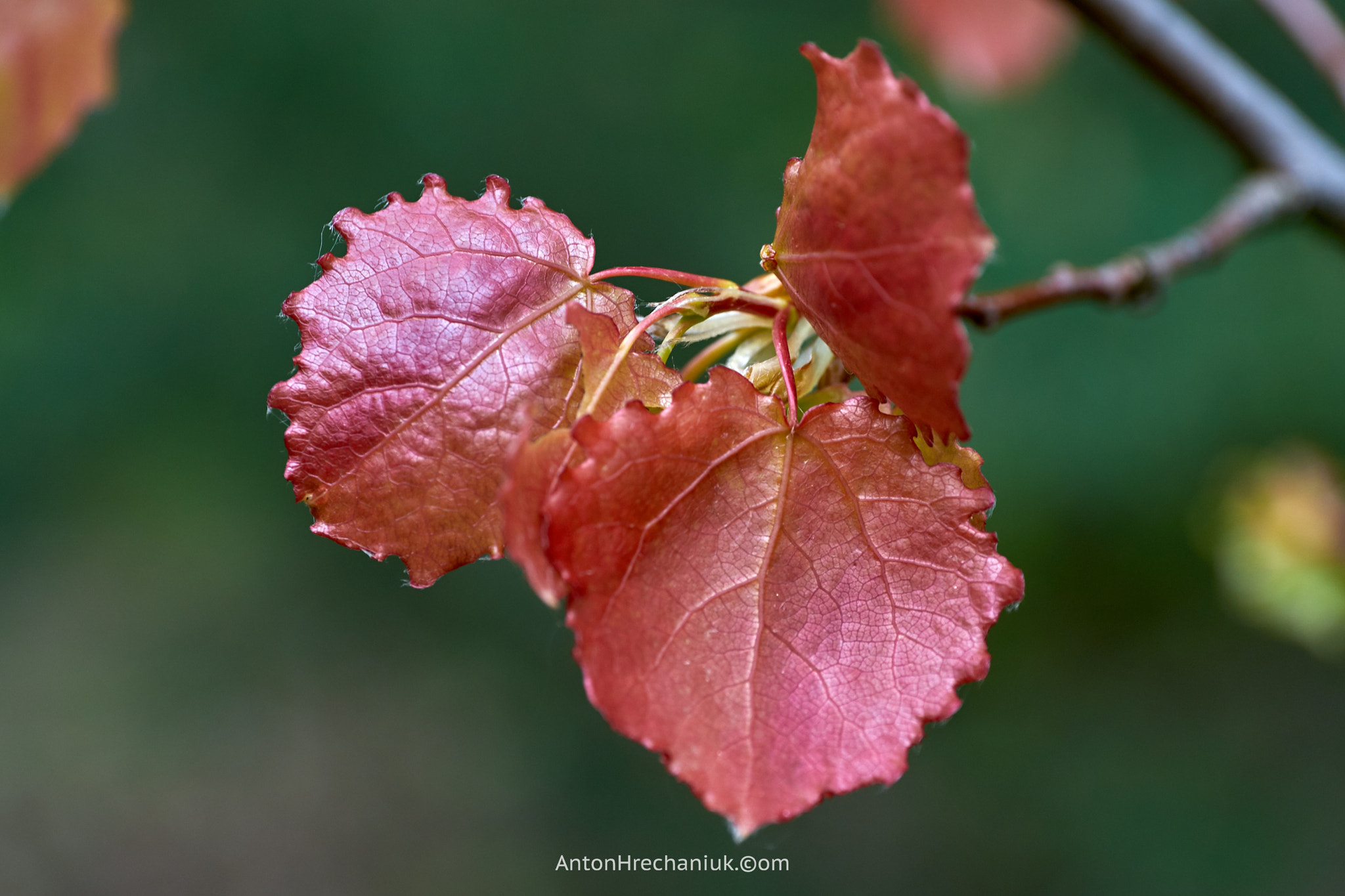 E 50mm F2.8 sample photo. Red leaves in spring photography