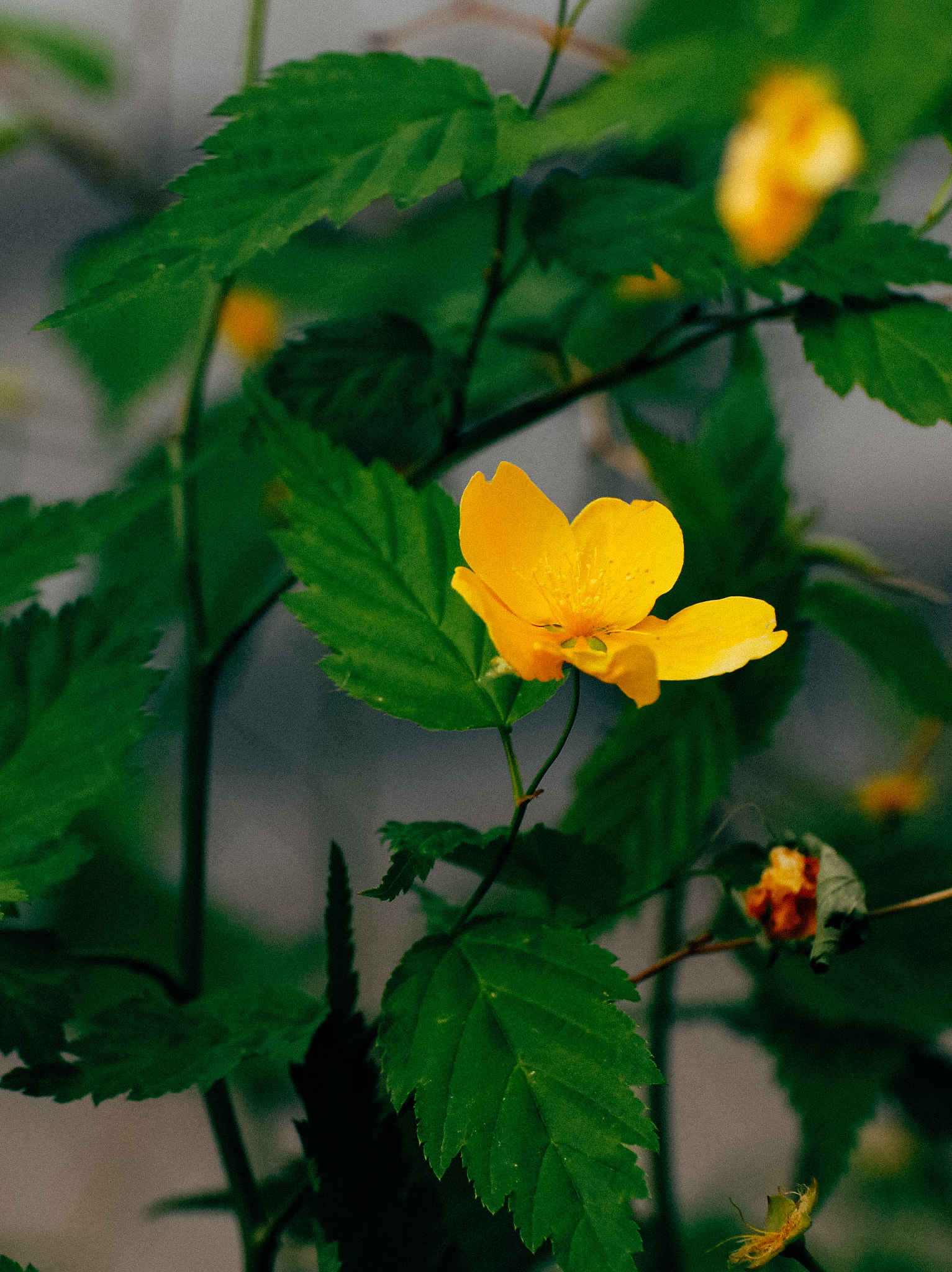 Nikon D200 sample photo. Dalian china botanic garden photography