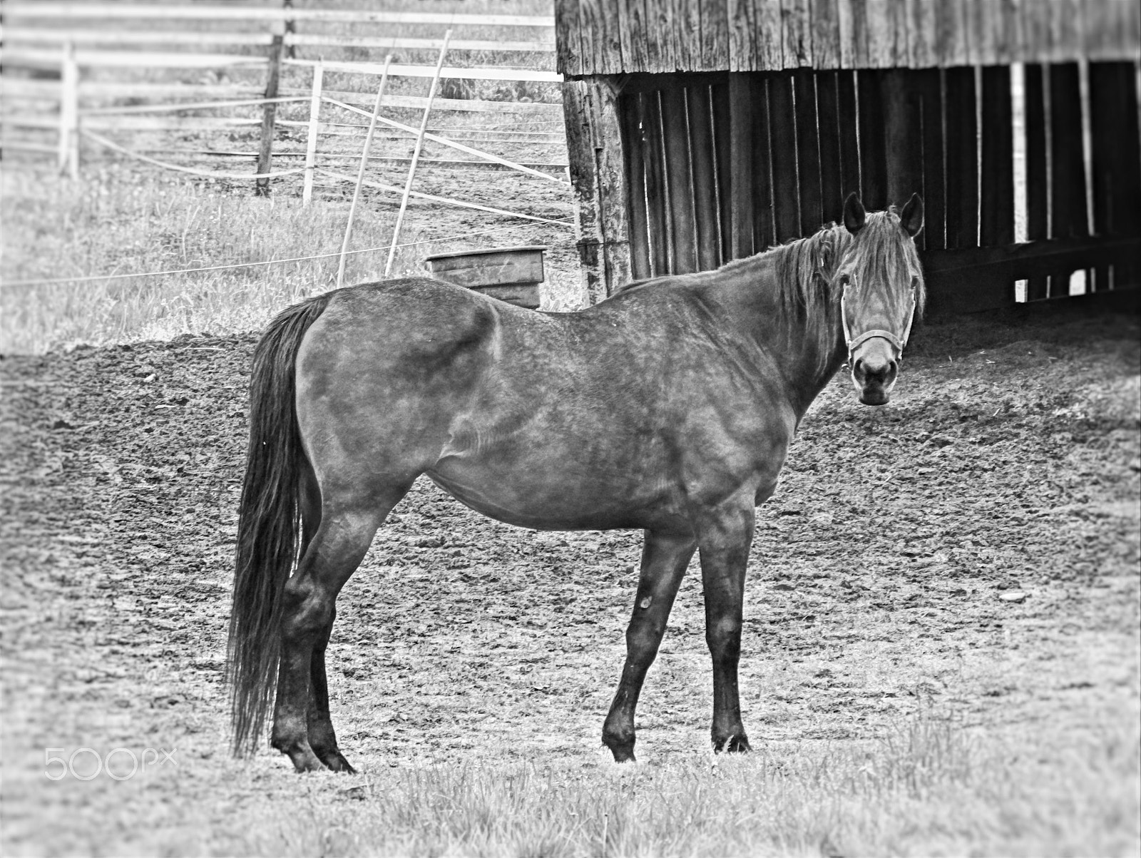 Pentax X-5 sample photo. Barnyard horse b+w photography