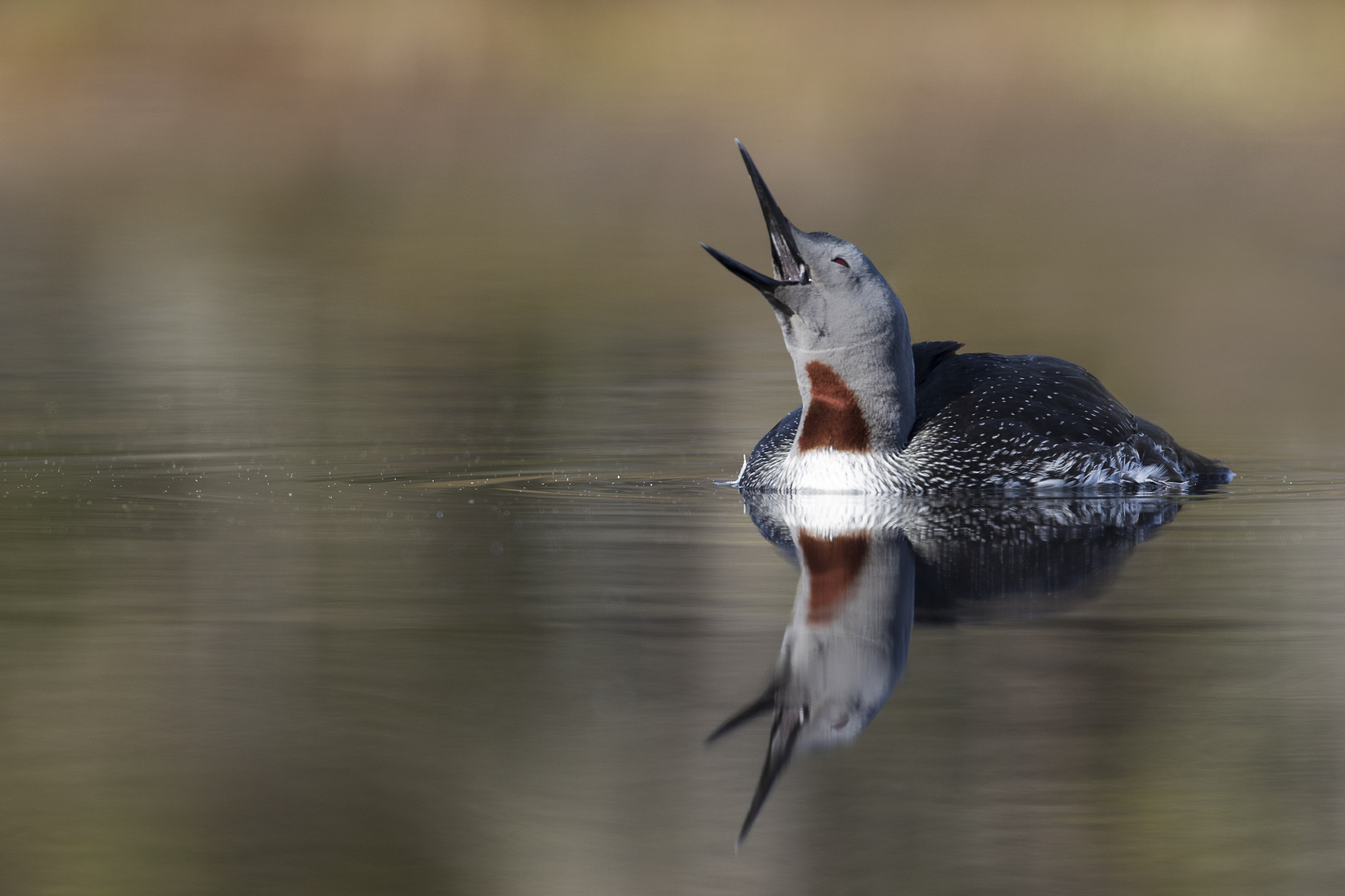 Canon EF 300mm F2.8L IS II USM sample photo. Red-throated loon photography