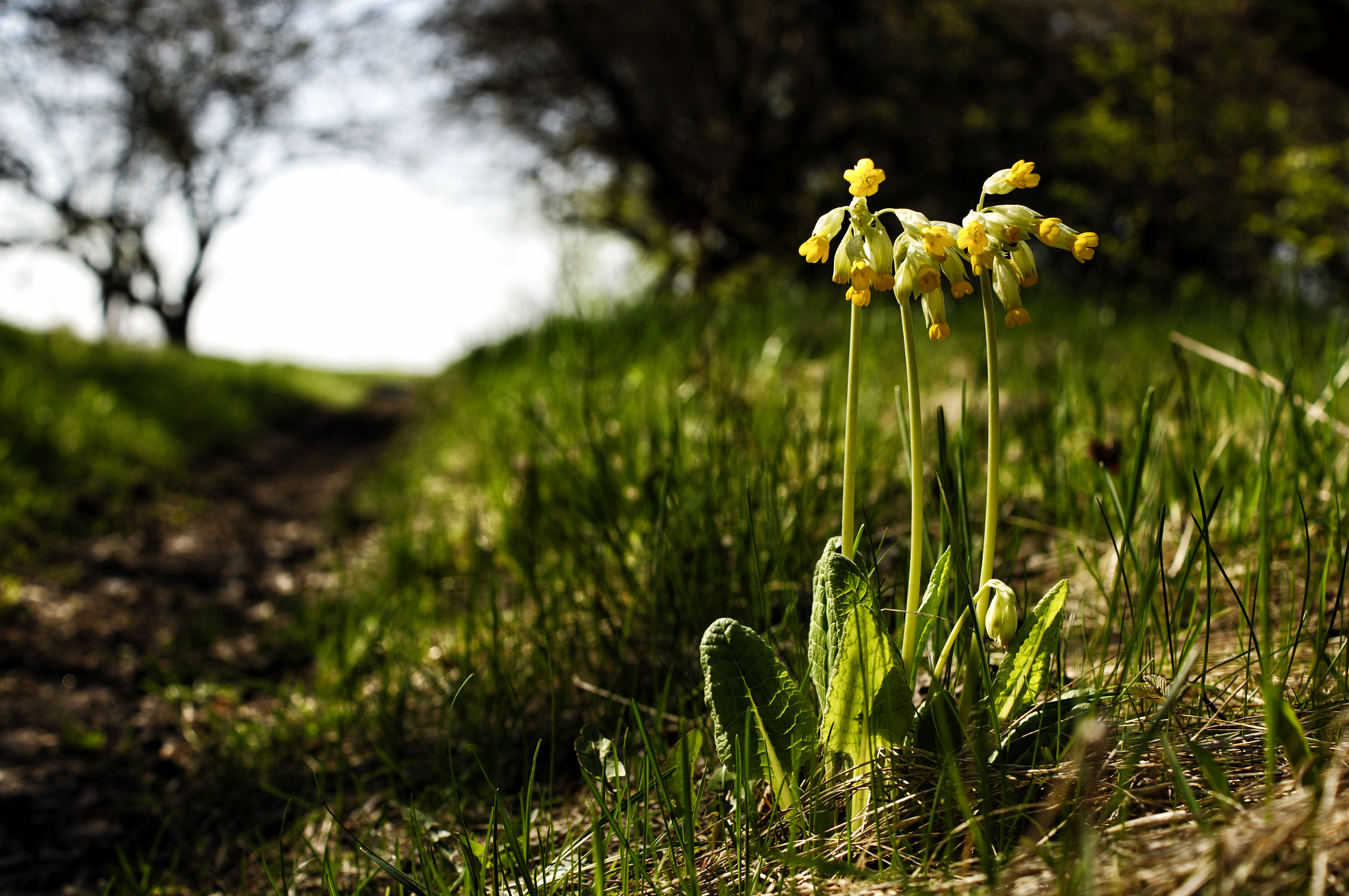 Sony Alpha DSLR-A580 + Sony DT 35mm F1.8 SAM sample photo. Primula veris photography