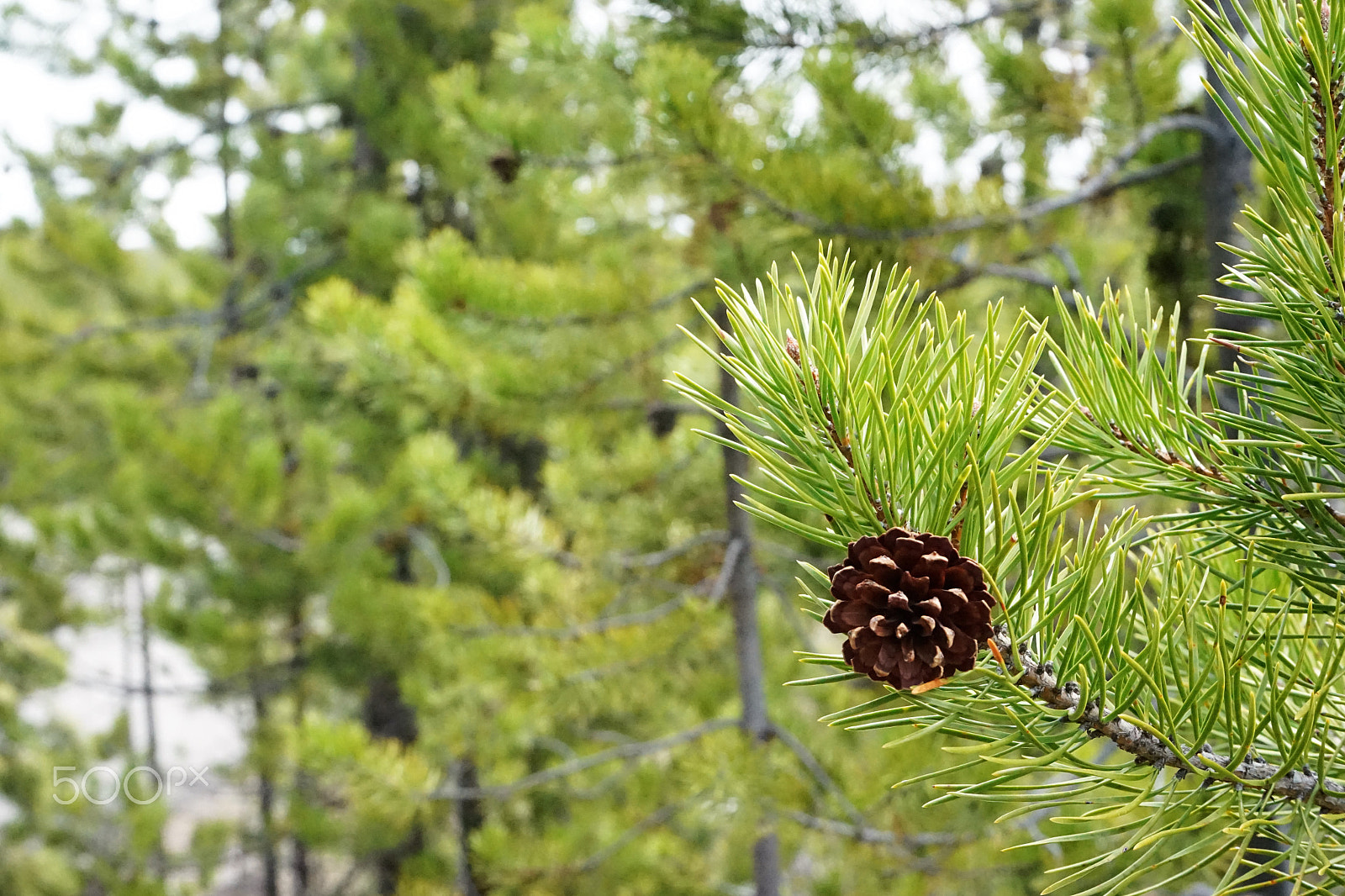 Tamron 18-200mm F3.5-6.3 Di III VC sample photo. Yellowstone nature () photography
