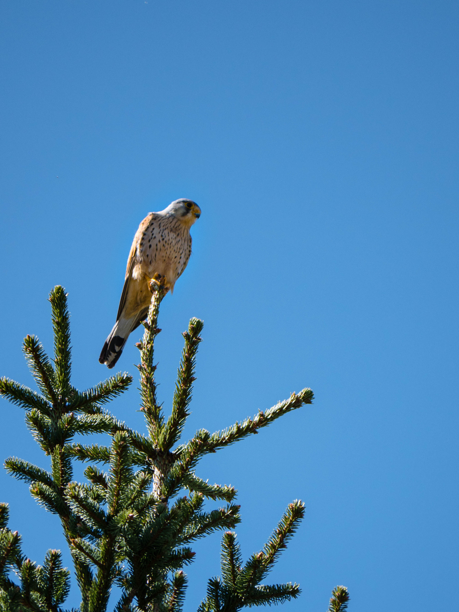 Panasonic Lumix DMC-GH4 sample photo. Kestrel photography