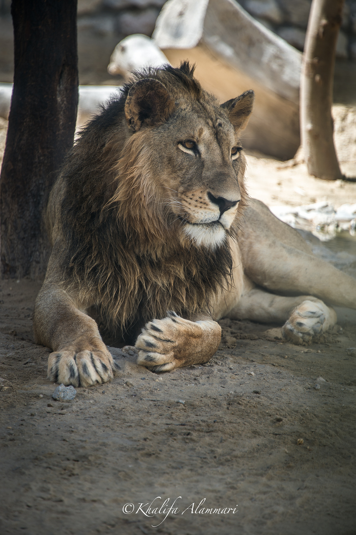Nikon D4 sample photo. Lion photography