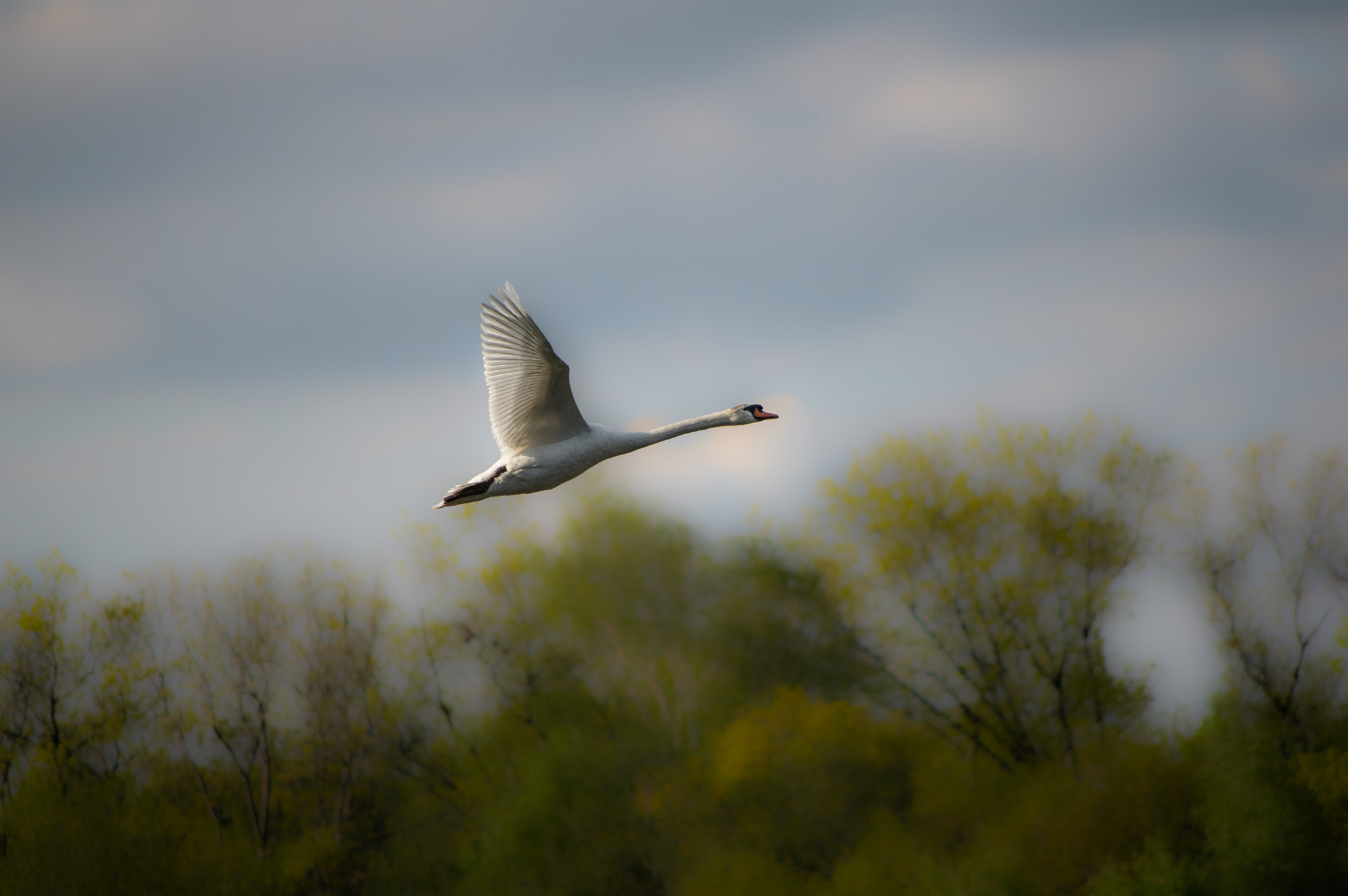 Pentax K-3 + Pentax smc DA 55-300mm F4.0-5.8 ED sample photo. Ptaszek photography