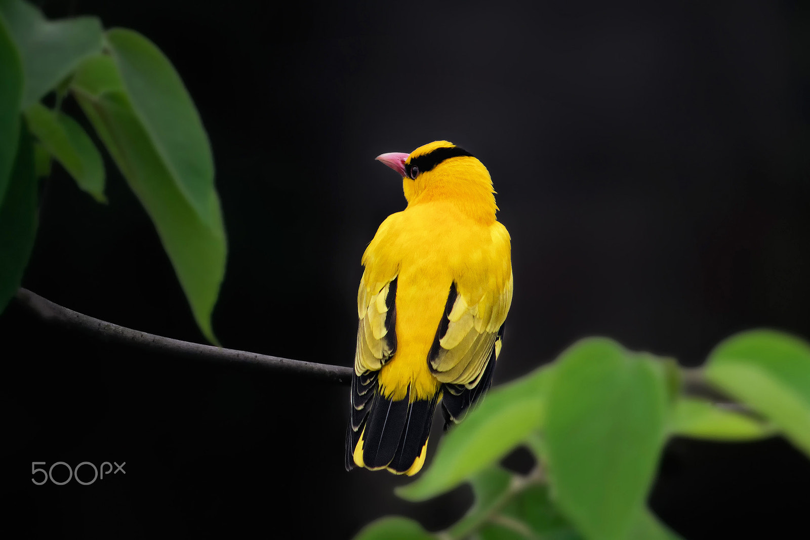 smc PENTAX-DA L 55-300mm F4-5.8 ED sample photo. Beautiful yellow photography